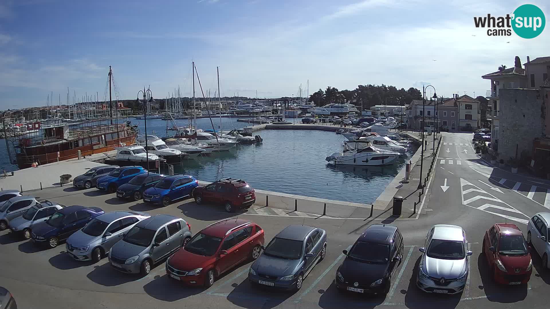 Novigrad | Porporela marina