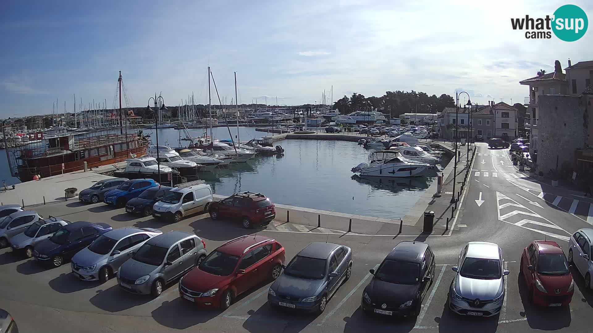 Novigrad | Porporela marina