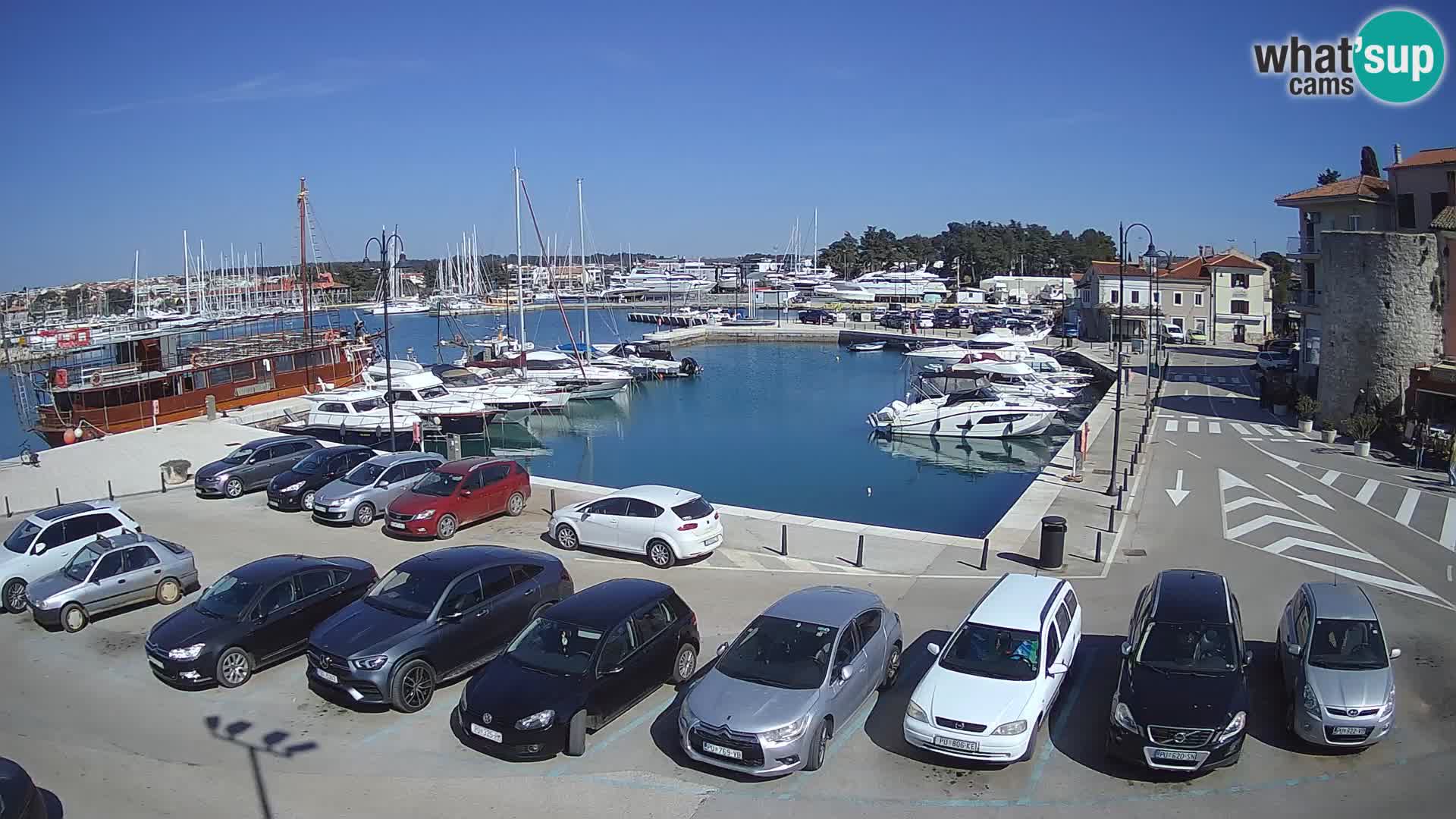 Novigrad | Porporela marina