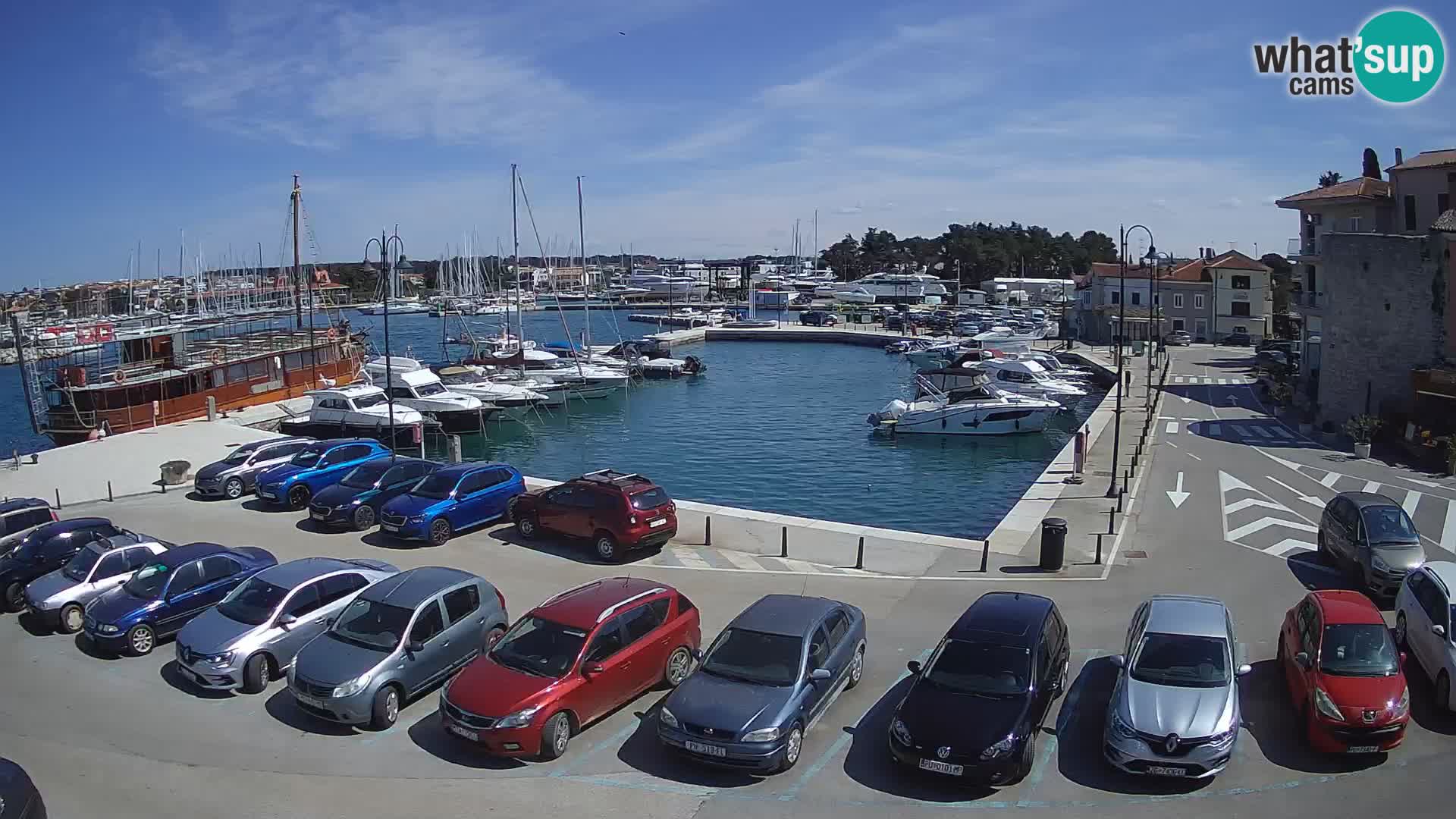 Novigrad | Porporela marina