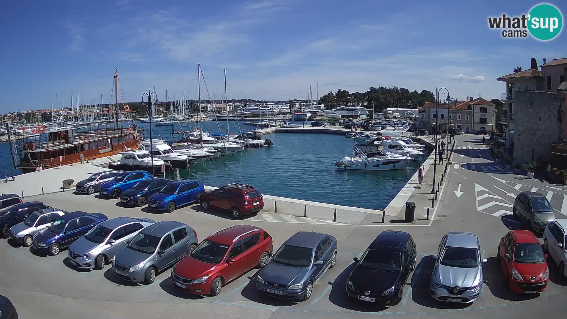 Novigrad | Porporela marina