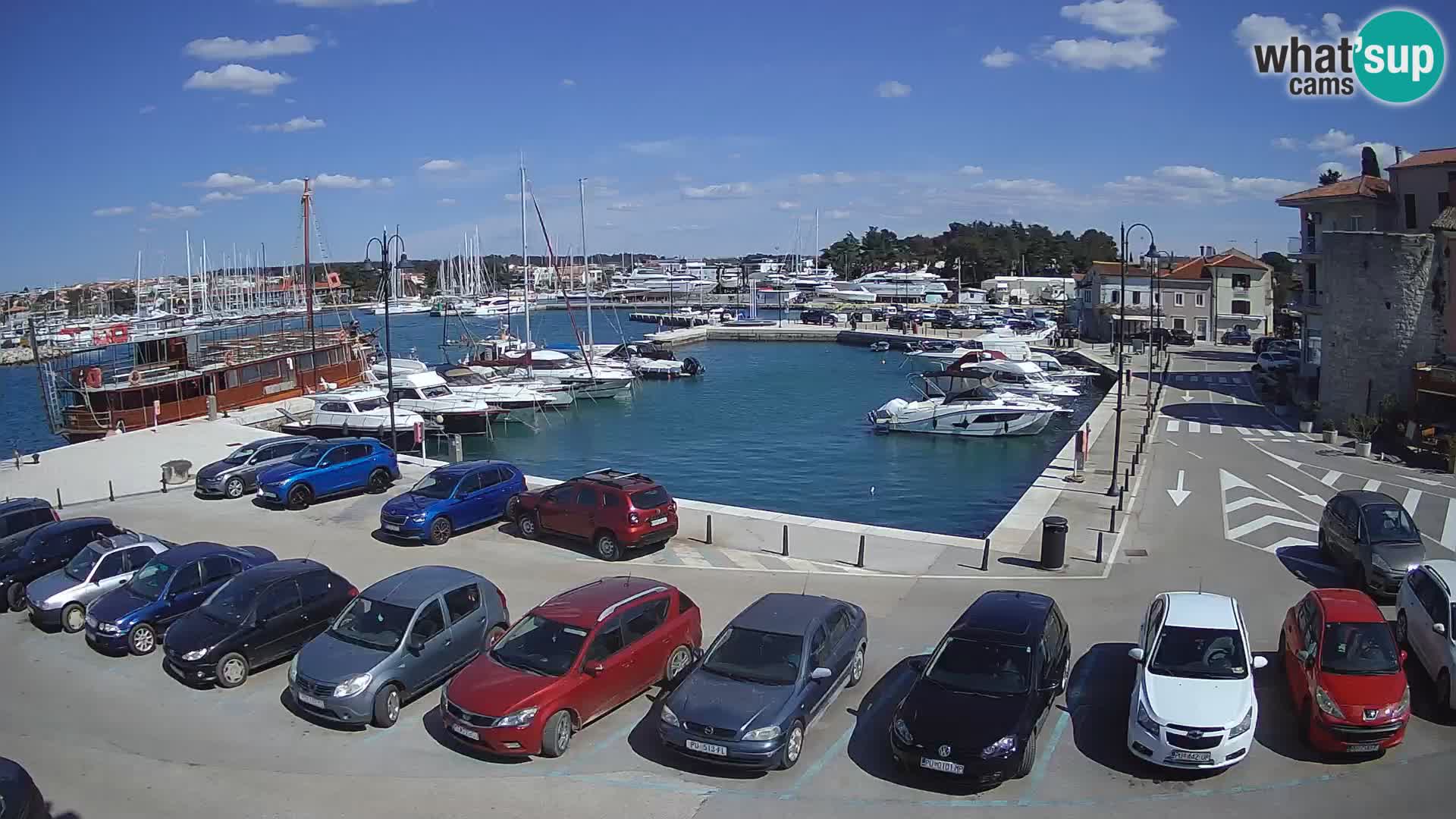 Novigrad | Porporela marina