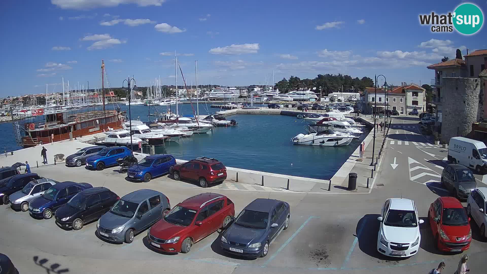 Novigrad | Porporela marina