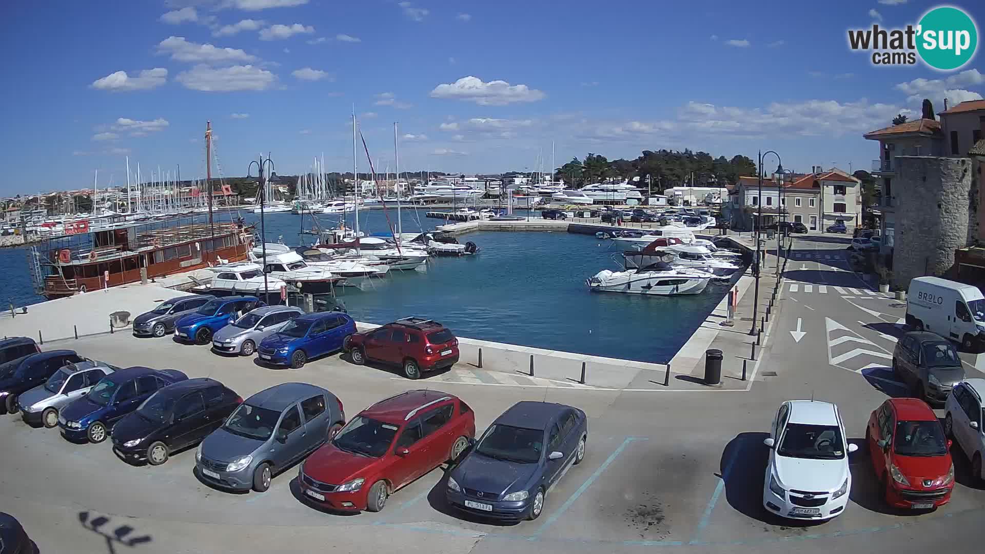 Novigrad | Porporela marina