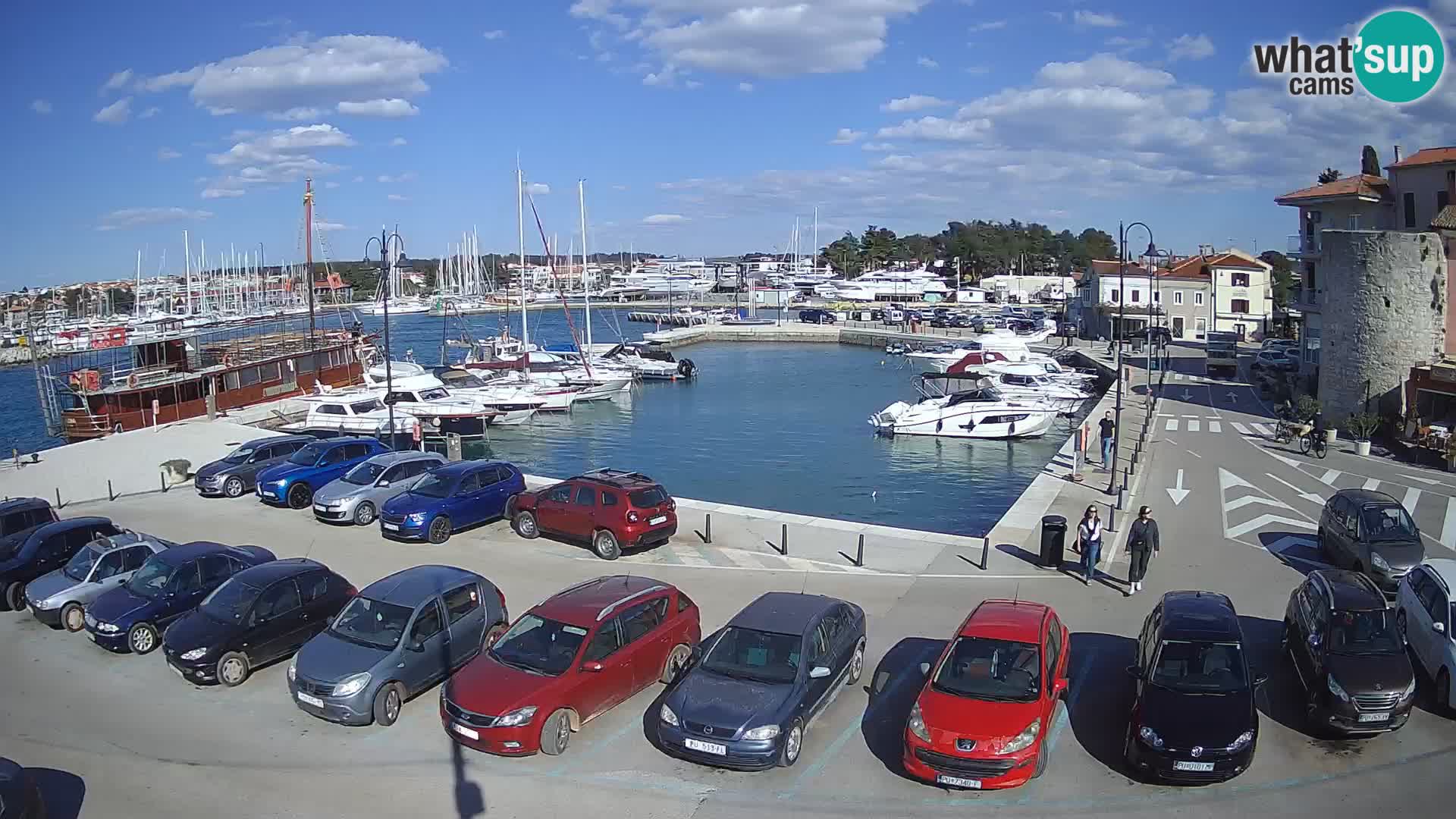 Novigrad | Porporela marina