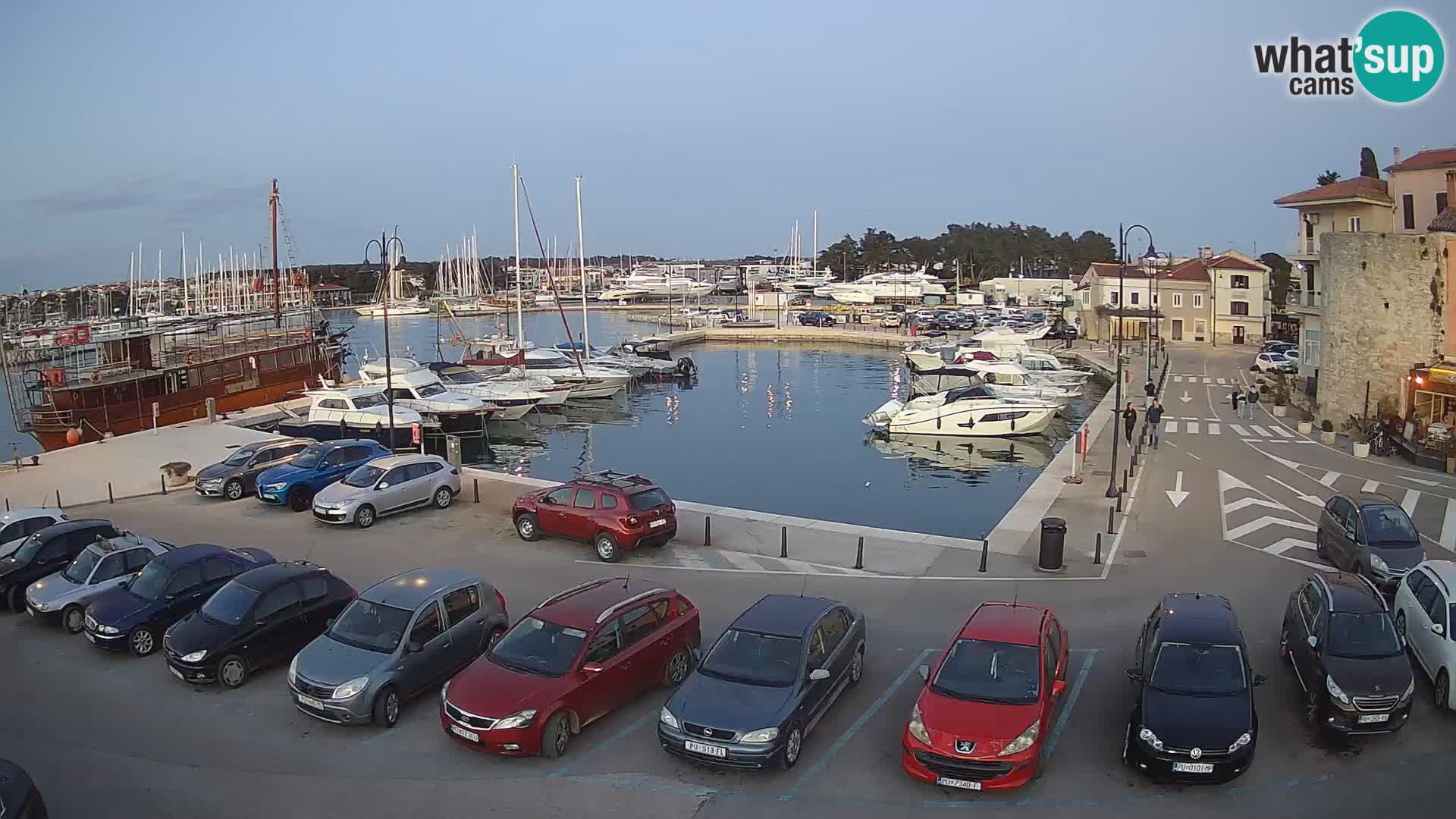 Novigrad | Porporela marina