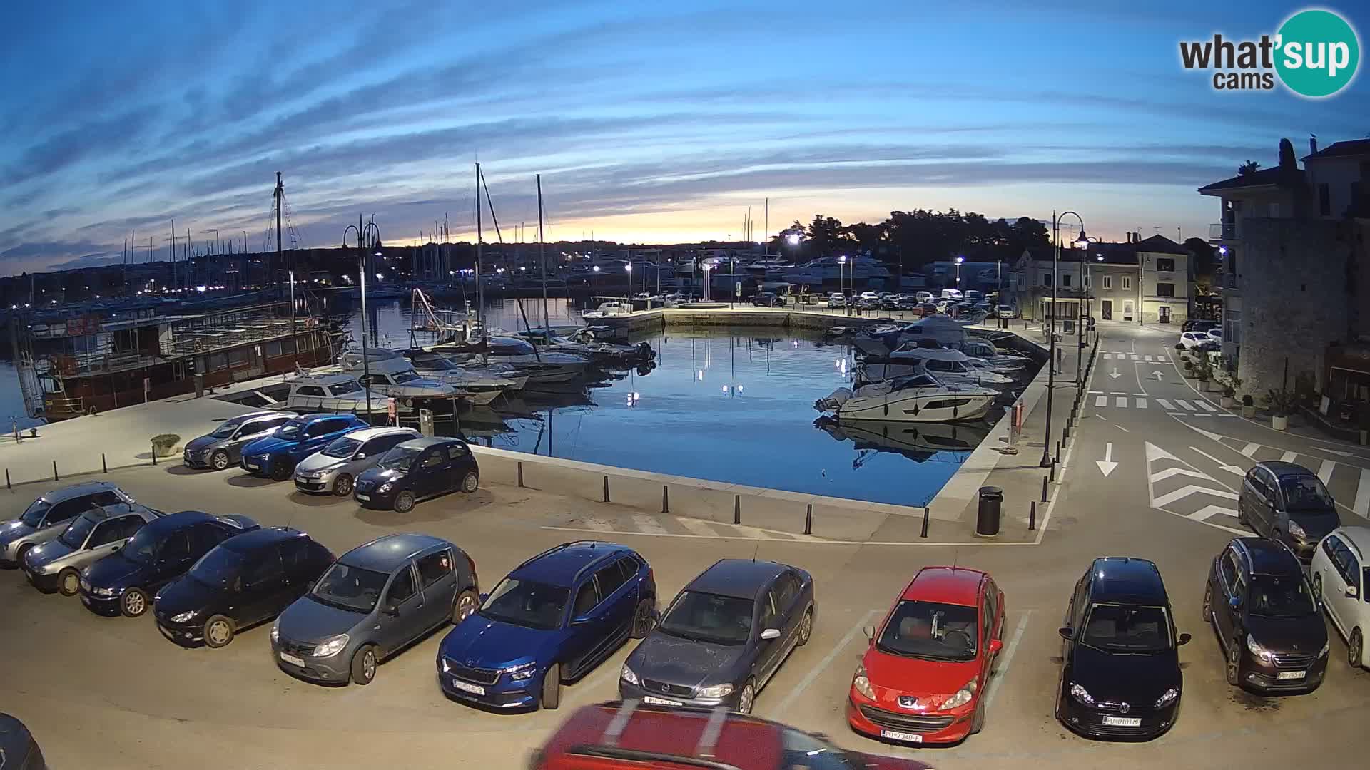 Novigrad | Porporela marina