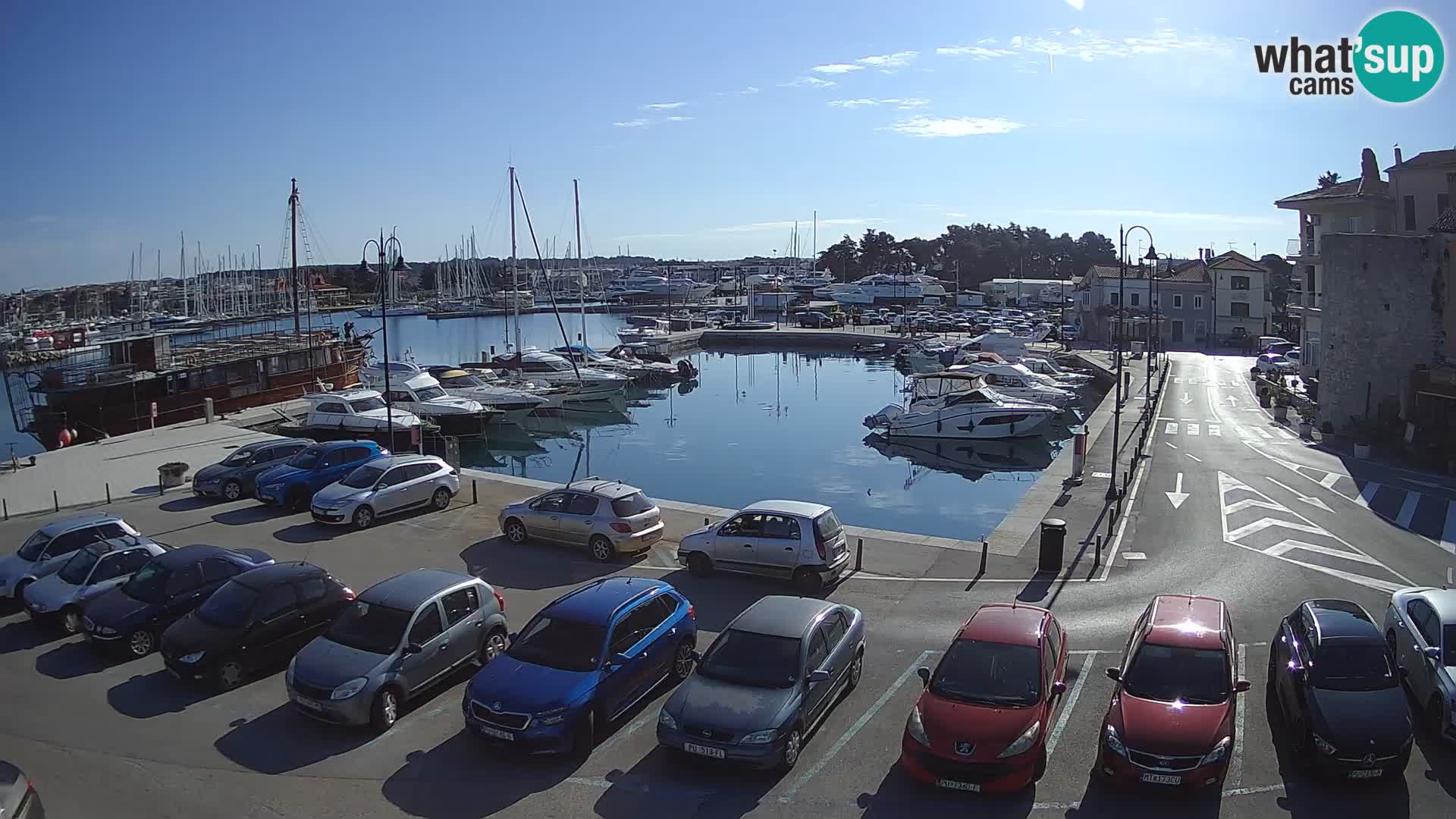 Novigrad | Porporela marina