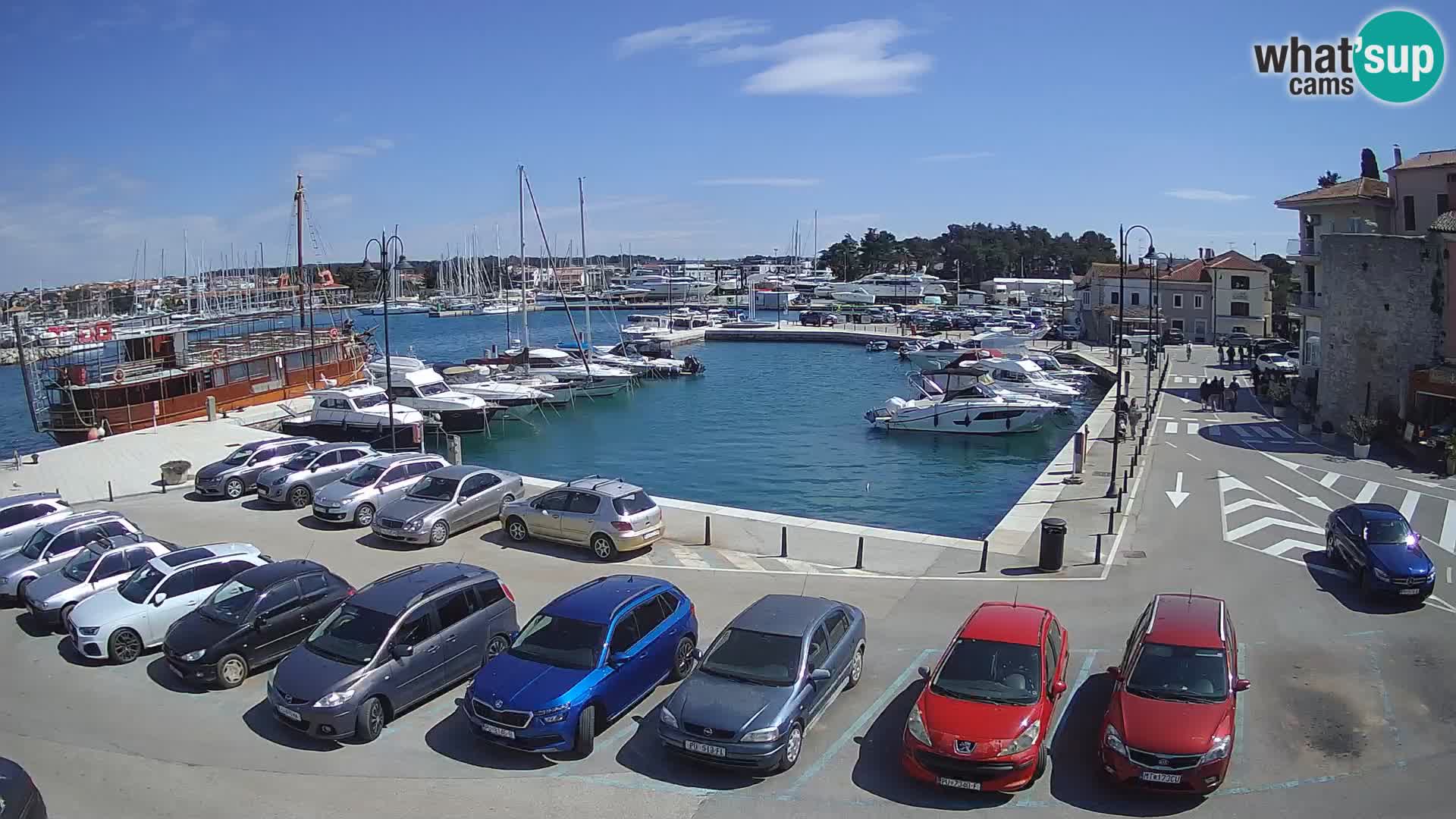 Novigrad | Porporela marina