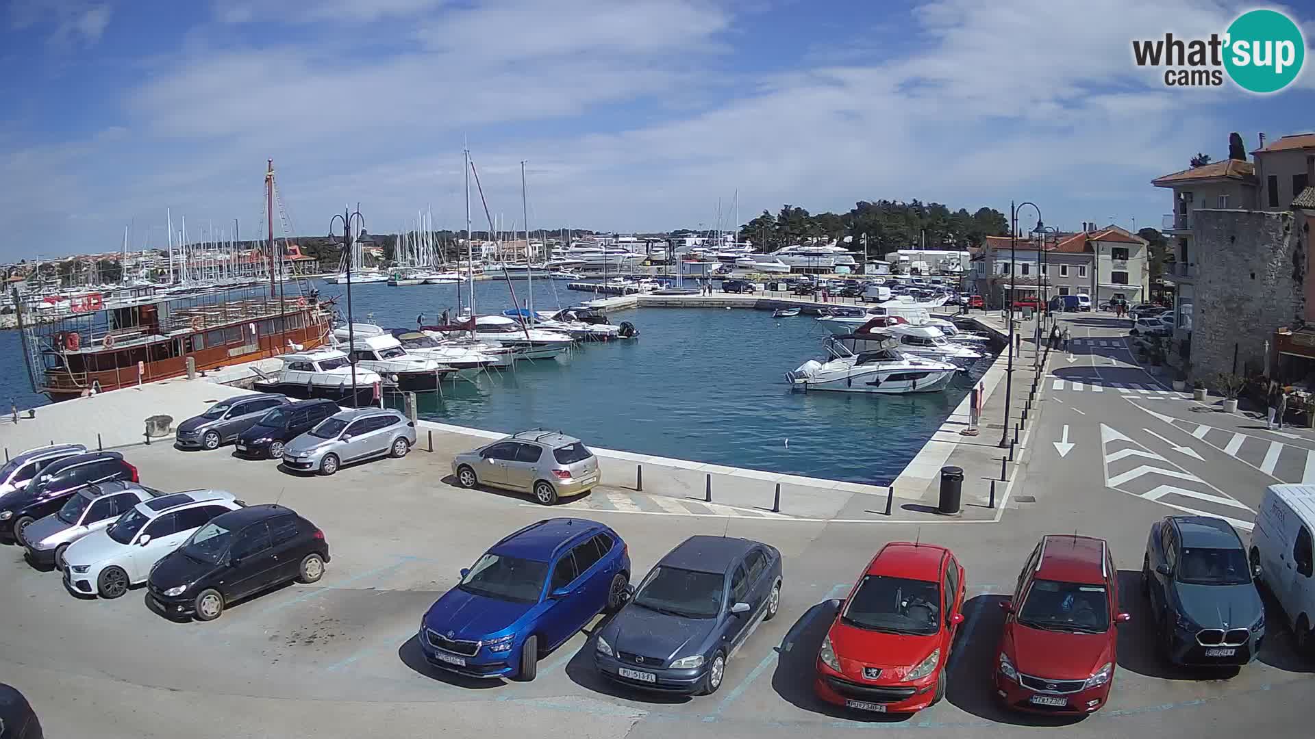 Novigrad | Porporela marina