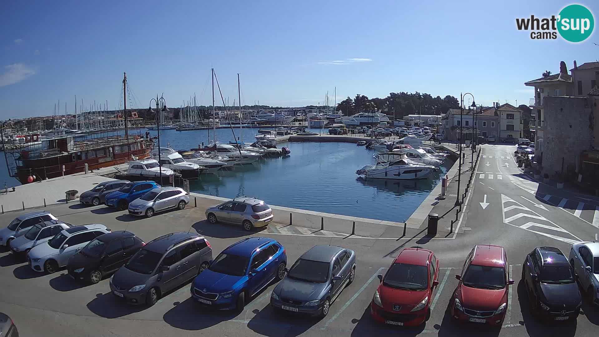 Novigrad | Porporela marina