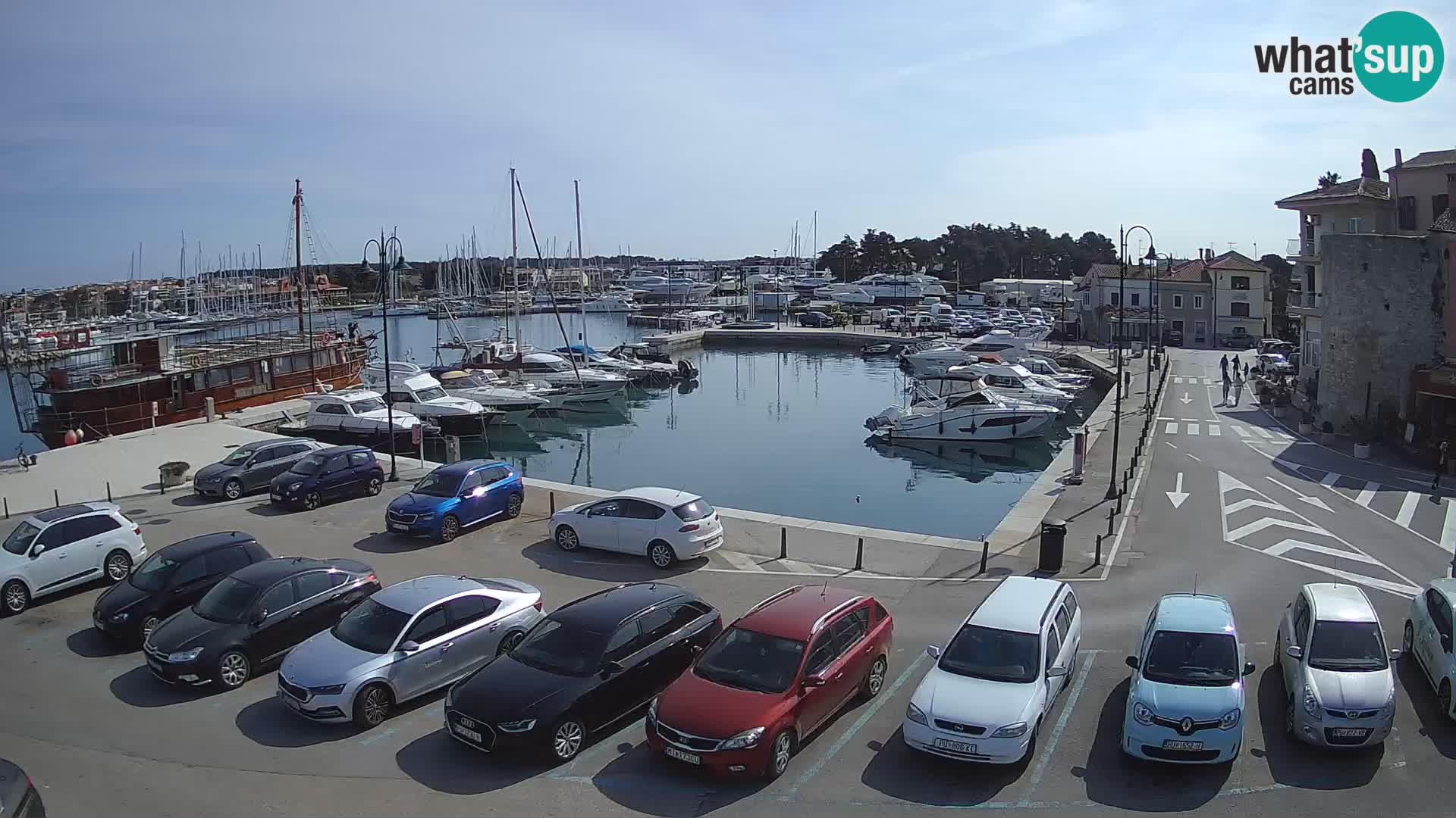 Novigrad | Porporela marina