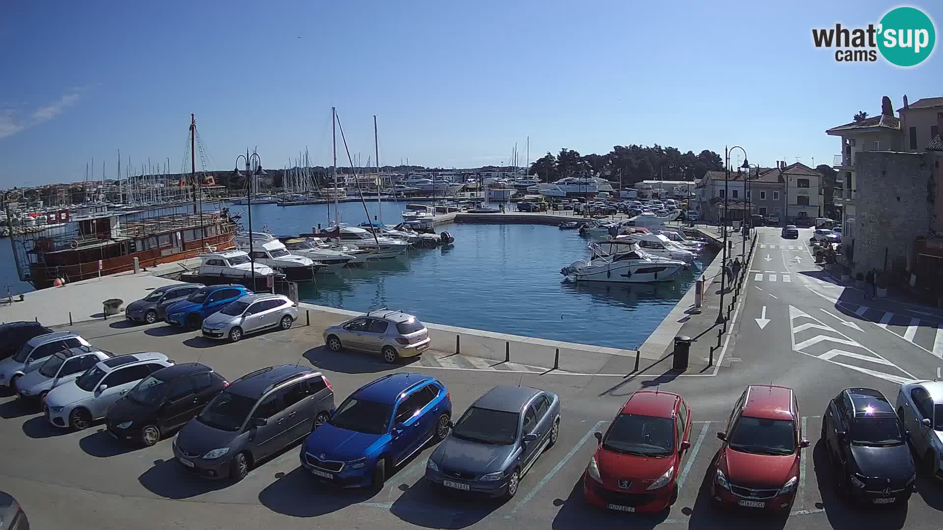 Novigrad | Porporela marina