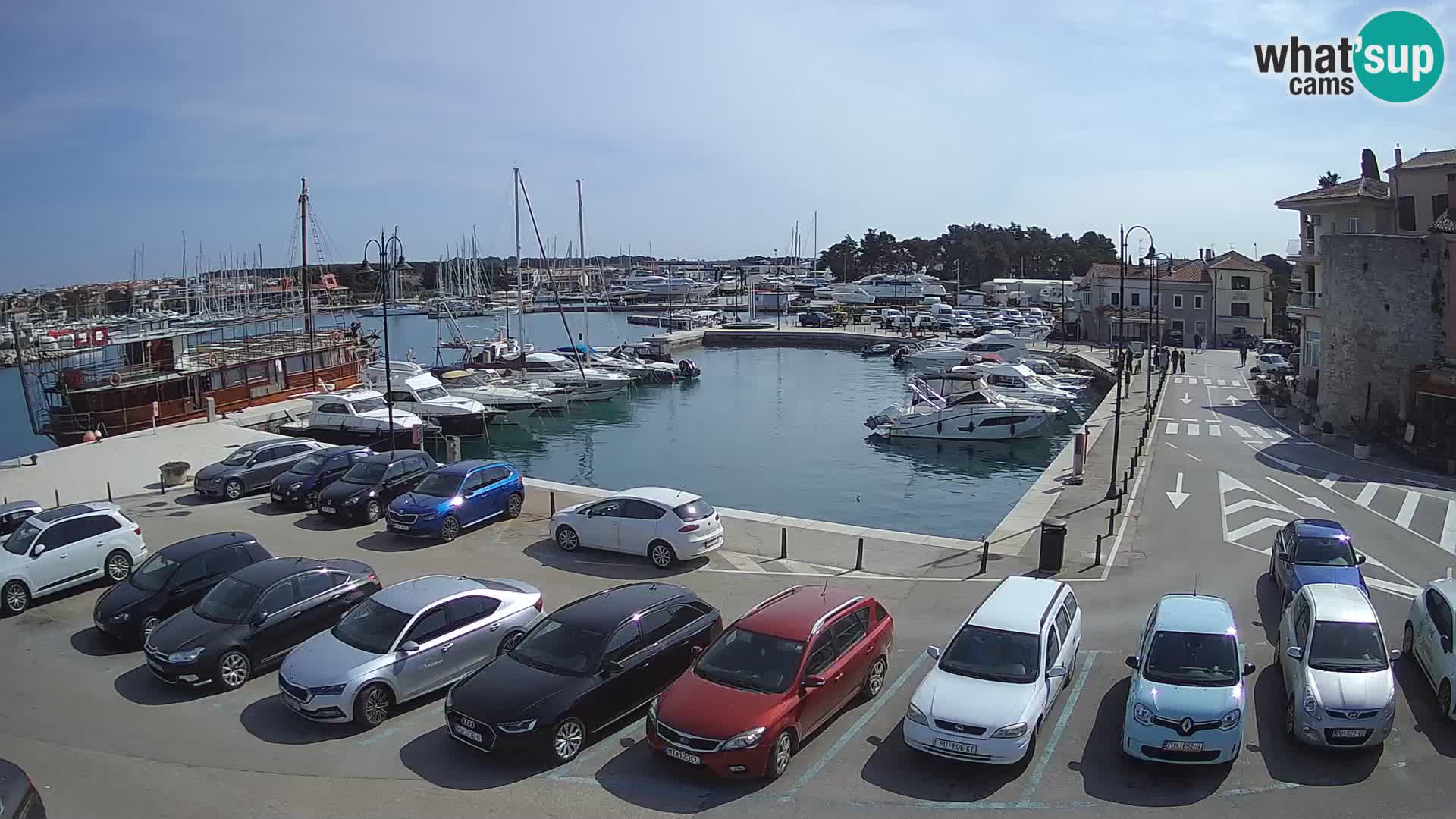 Novigrad | Porporela marina