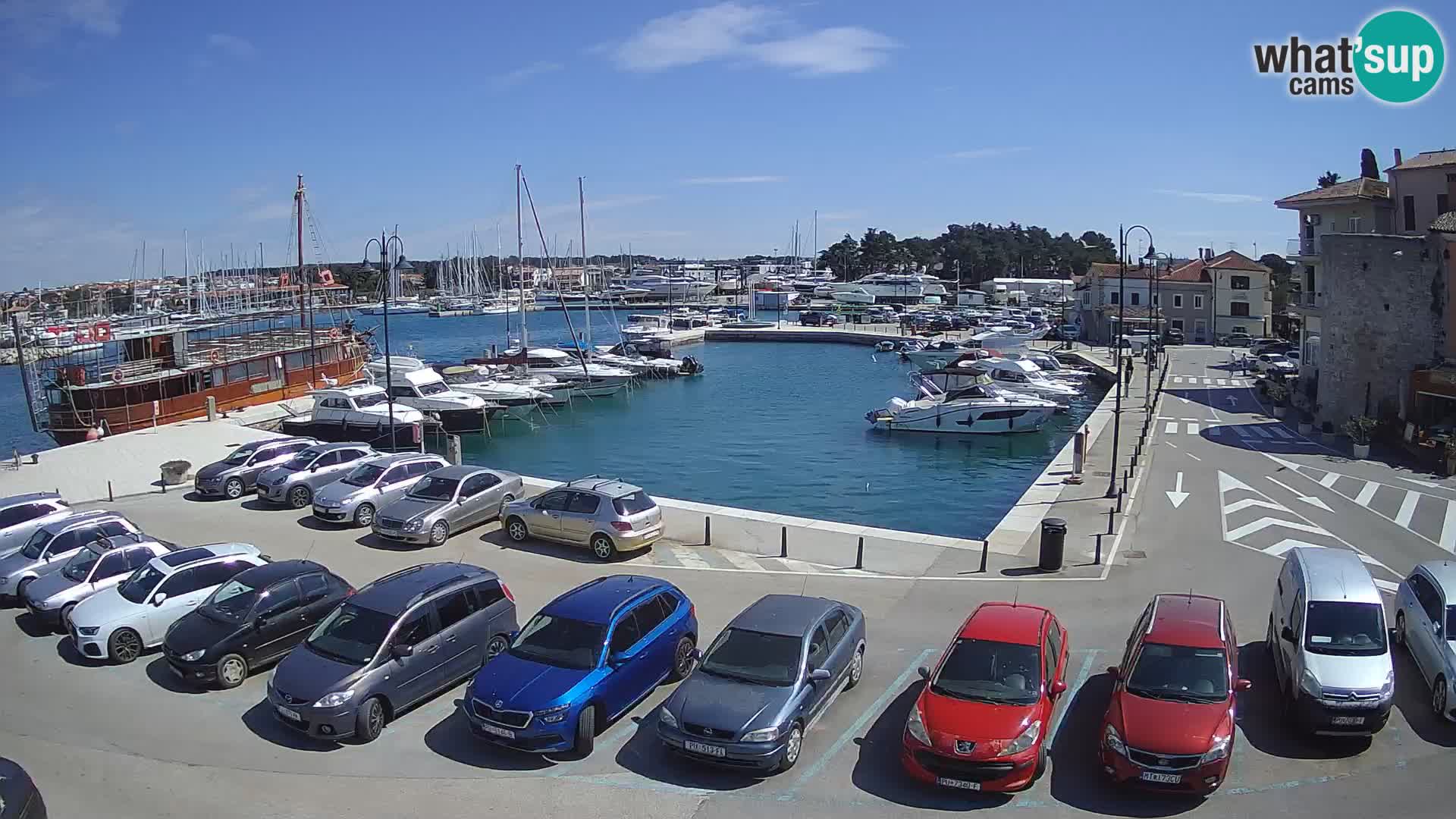 Novigrad | Porporela marina