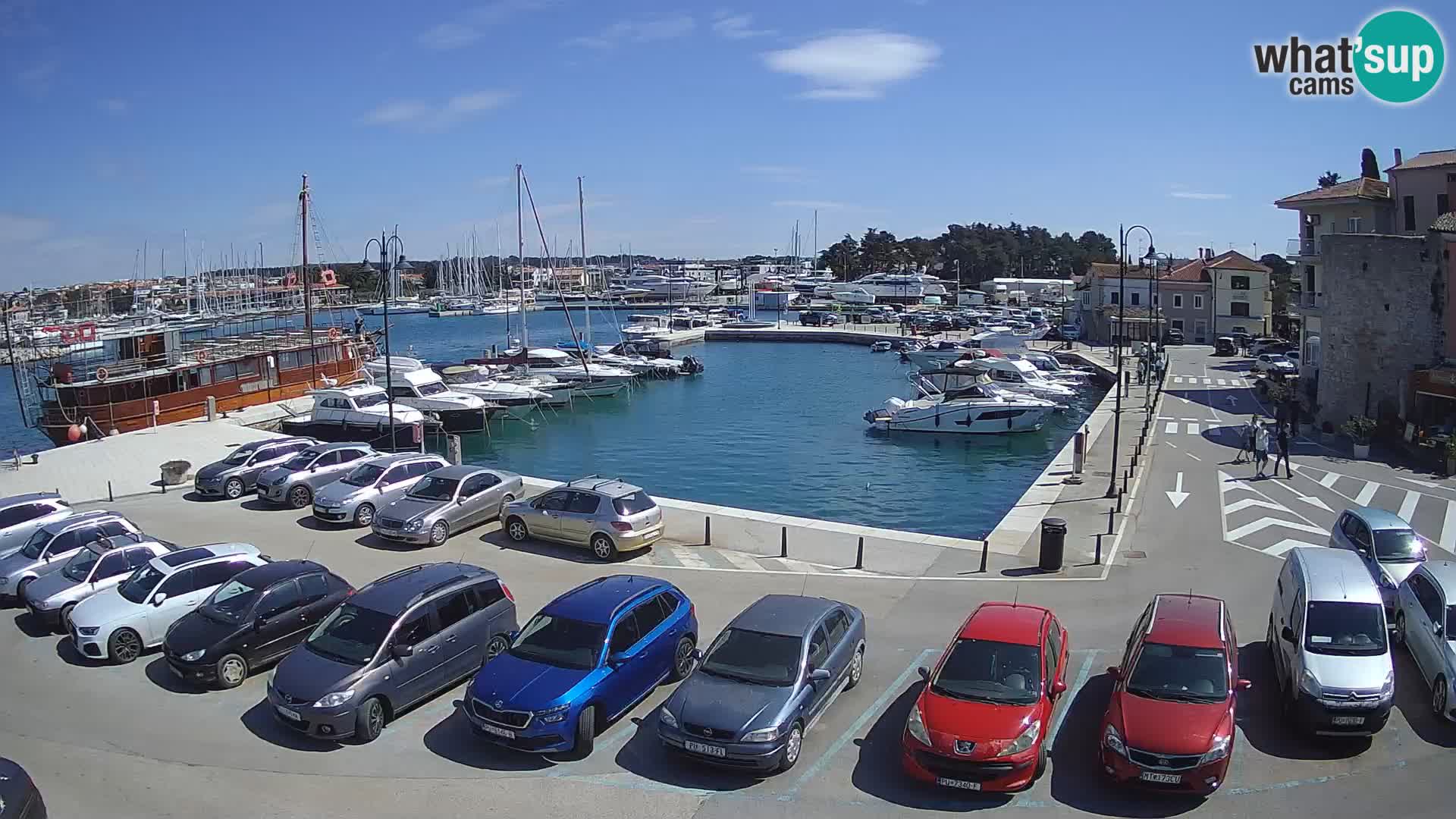 Novigrad | Porporela marina