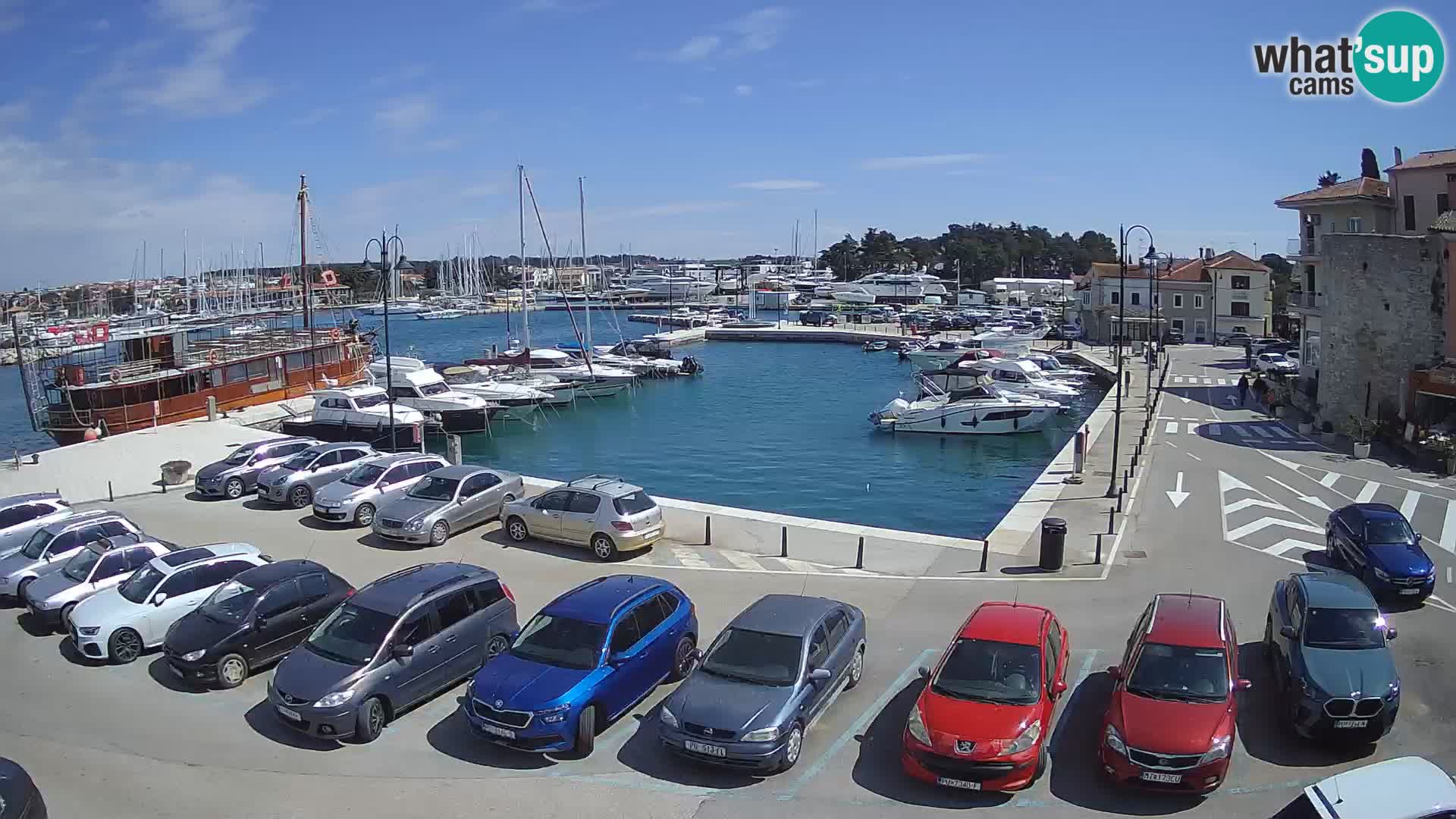 Novigrad | Porporela marina