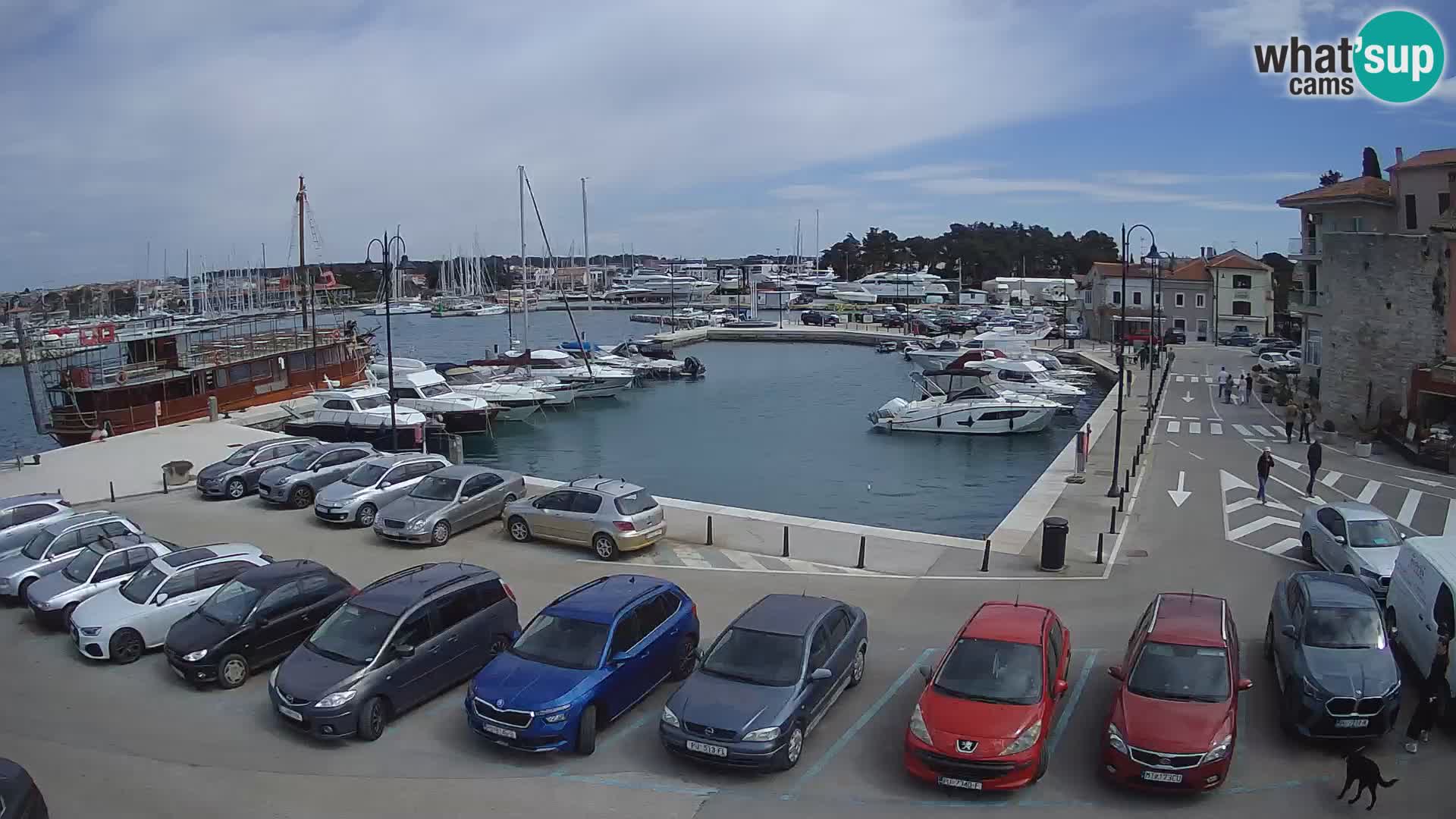 Novigrad | Porporela marina