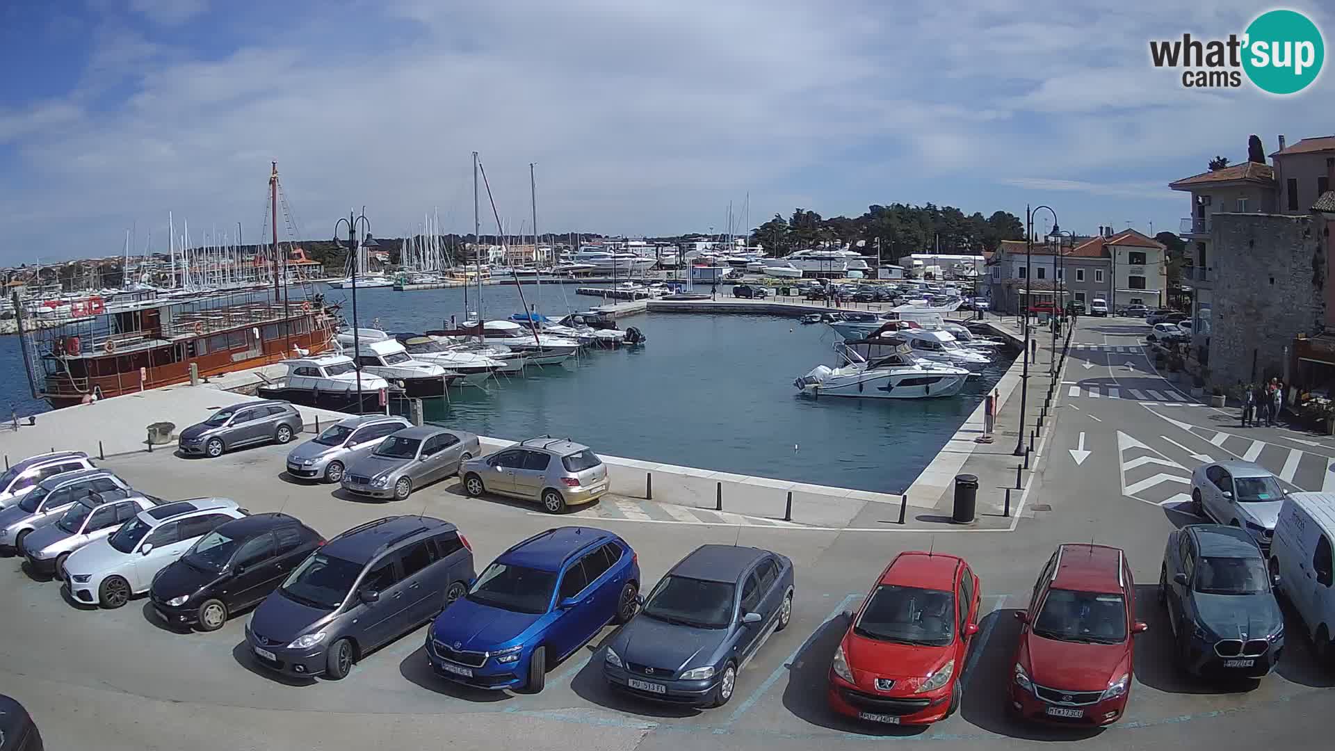 Novigrad | Porporela marina