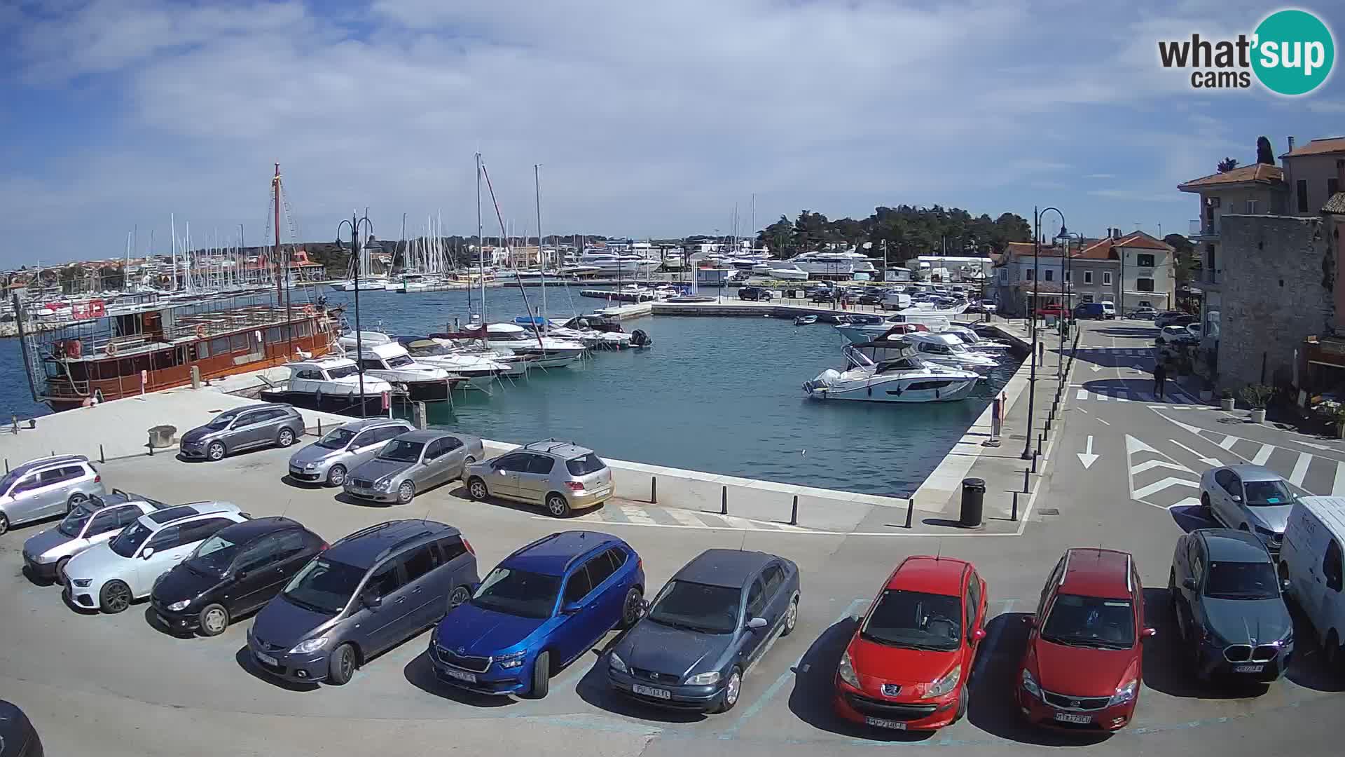 Novigrad | Porporela marina