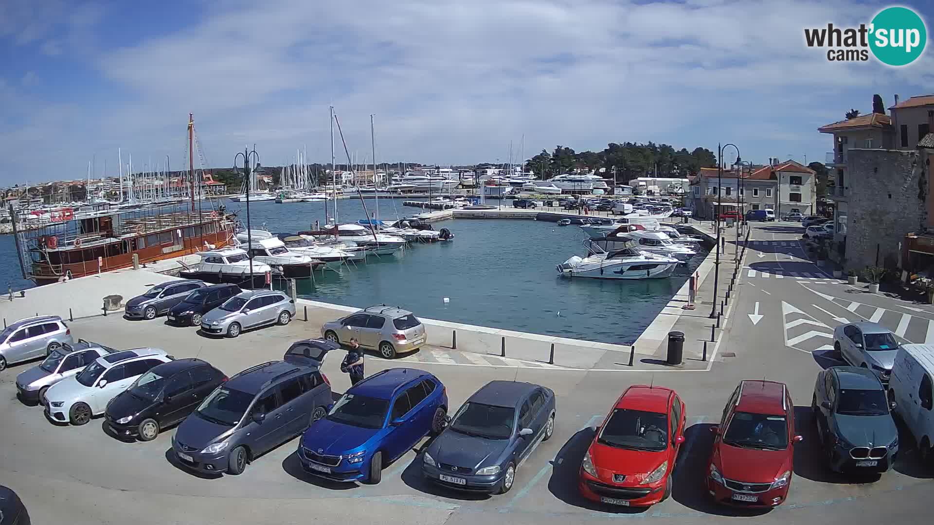 Novigrad | Porporela marina