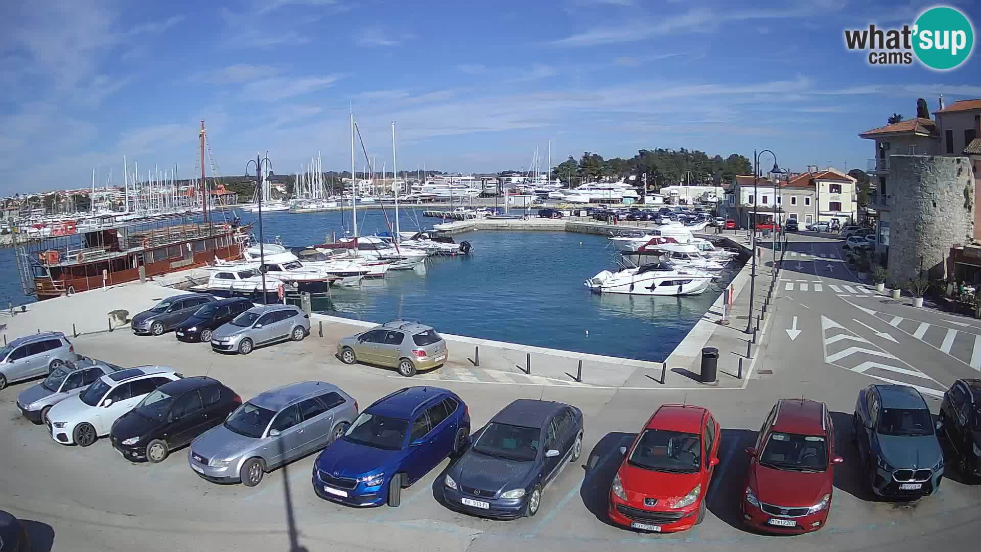 Novigrad | Porporela marina