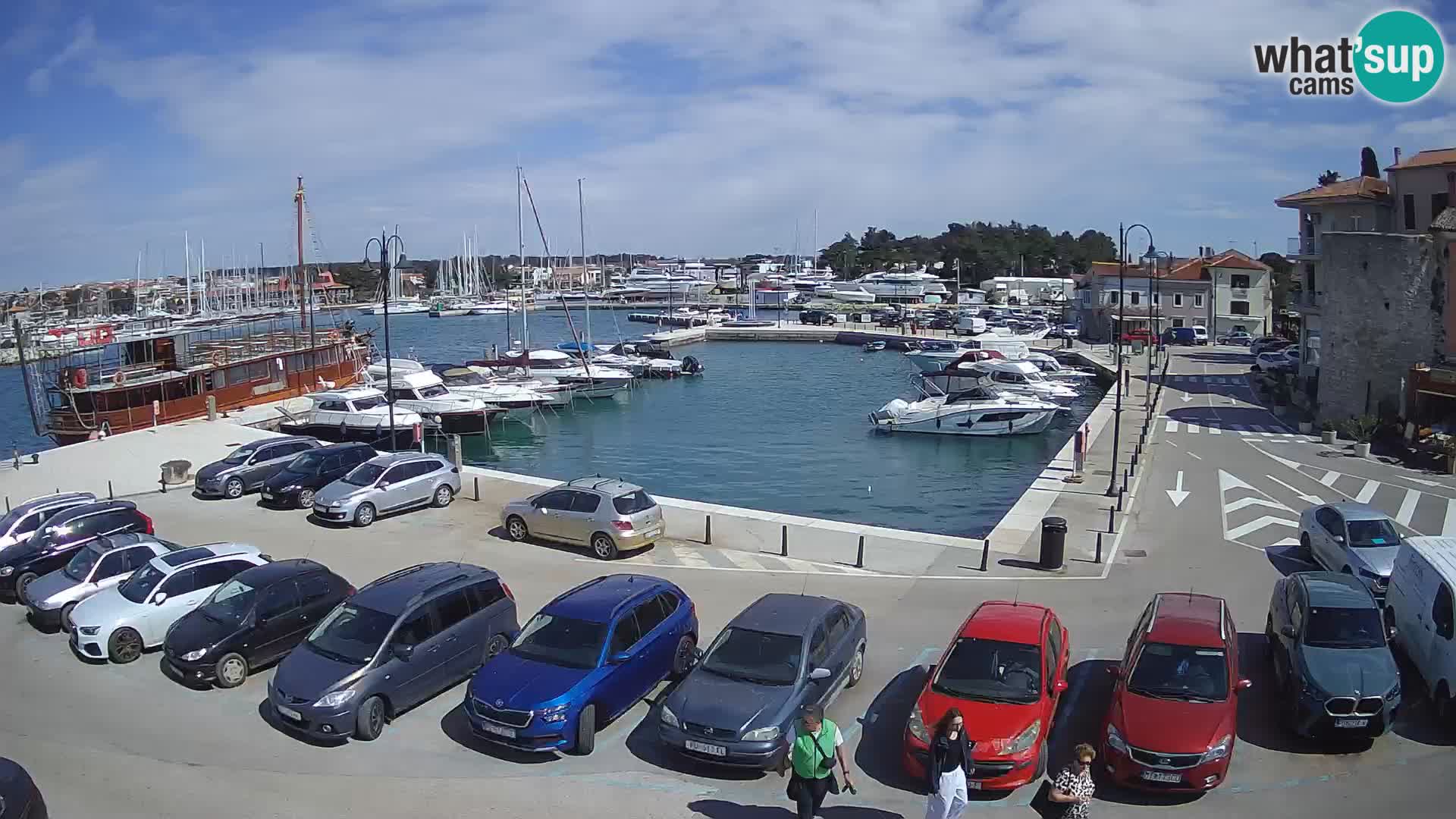 Novigrad | Porporela marina