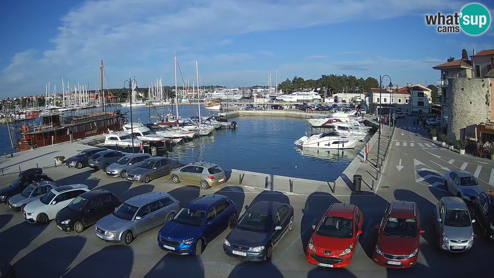 Novigrad | Porporela marina