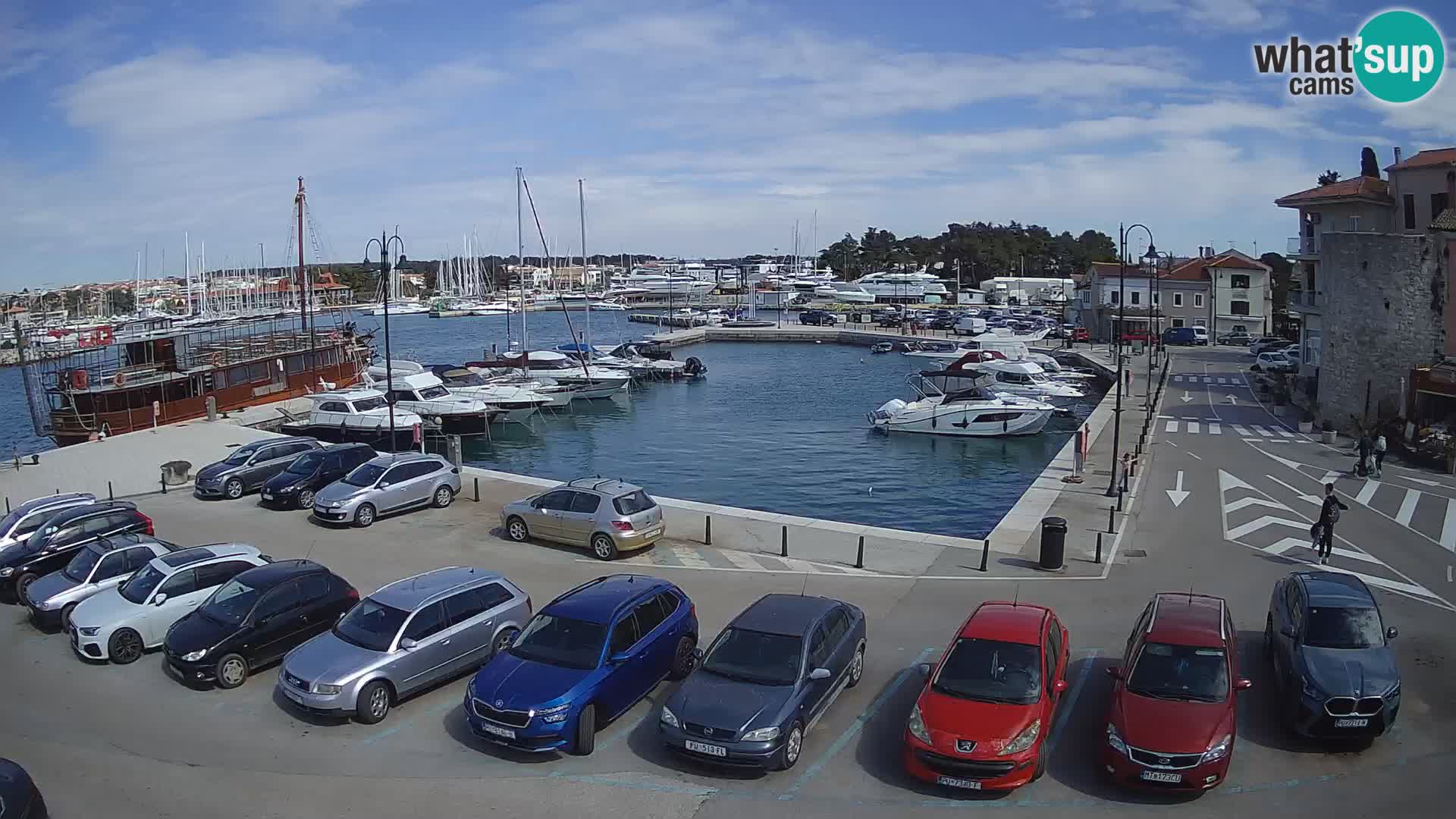 Novigrad | Porporela marina