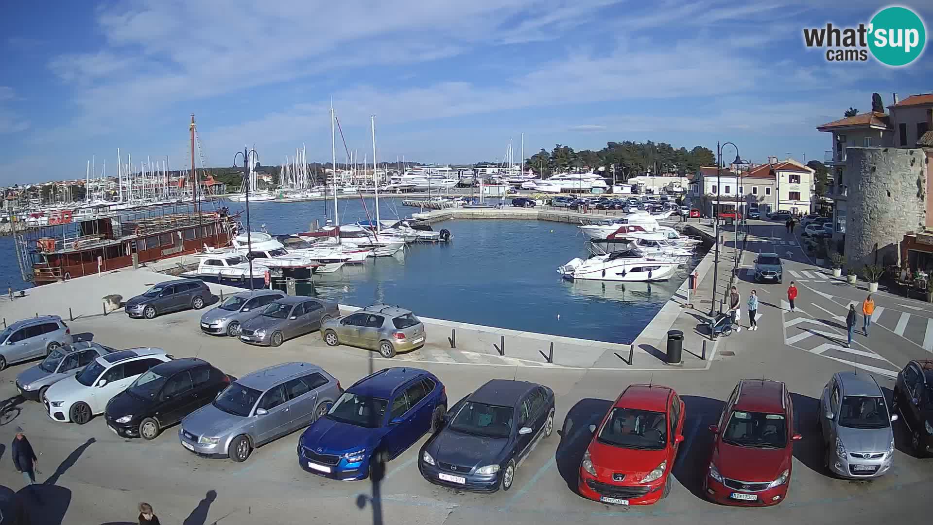 Novigrad | Porporela marina