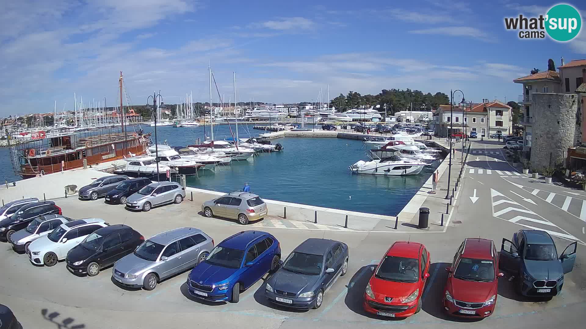 Novigrad | Porporela marina