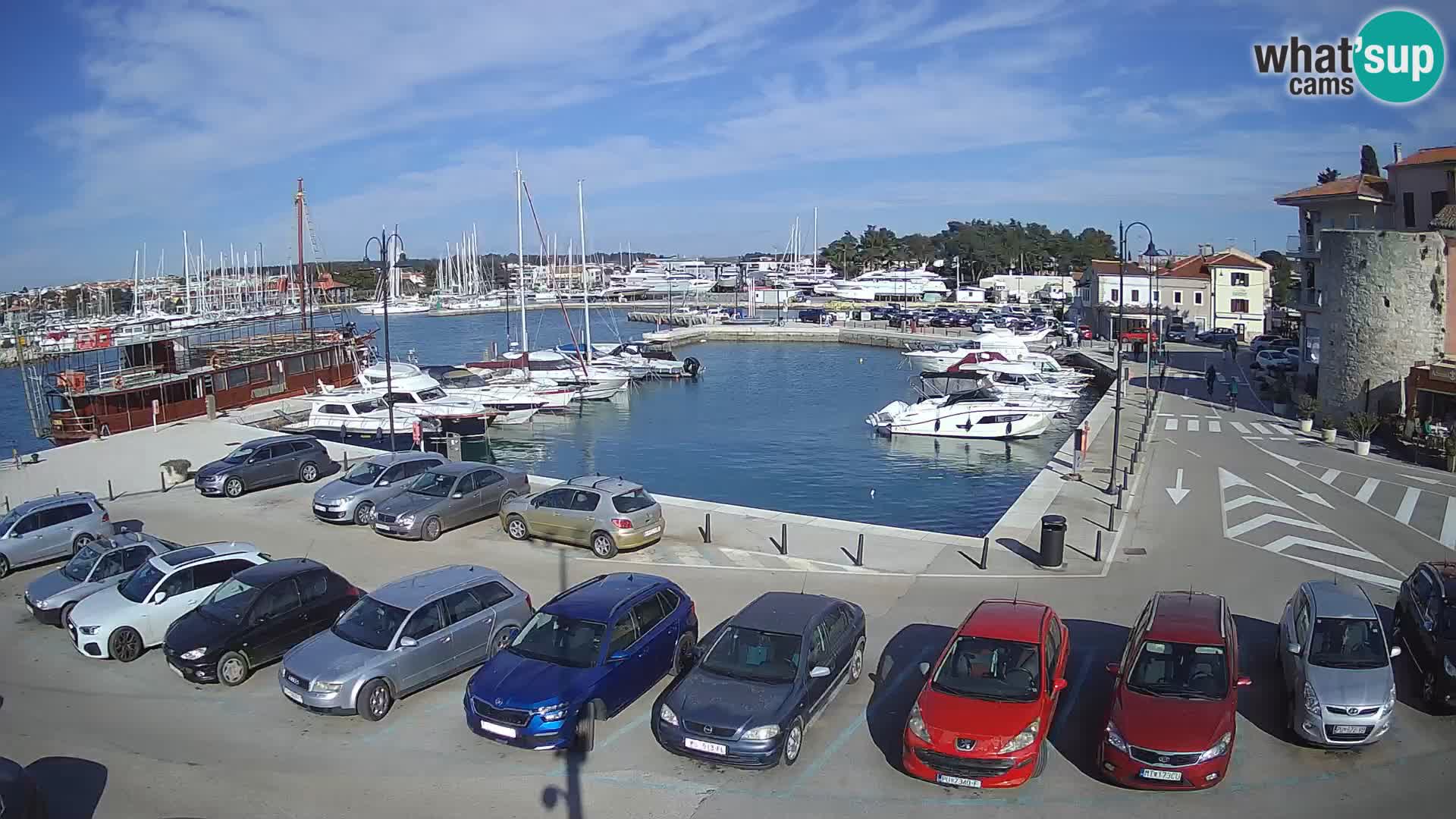 Novigrad | Porporela marina