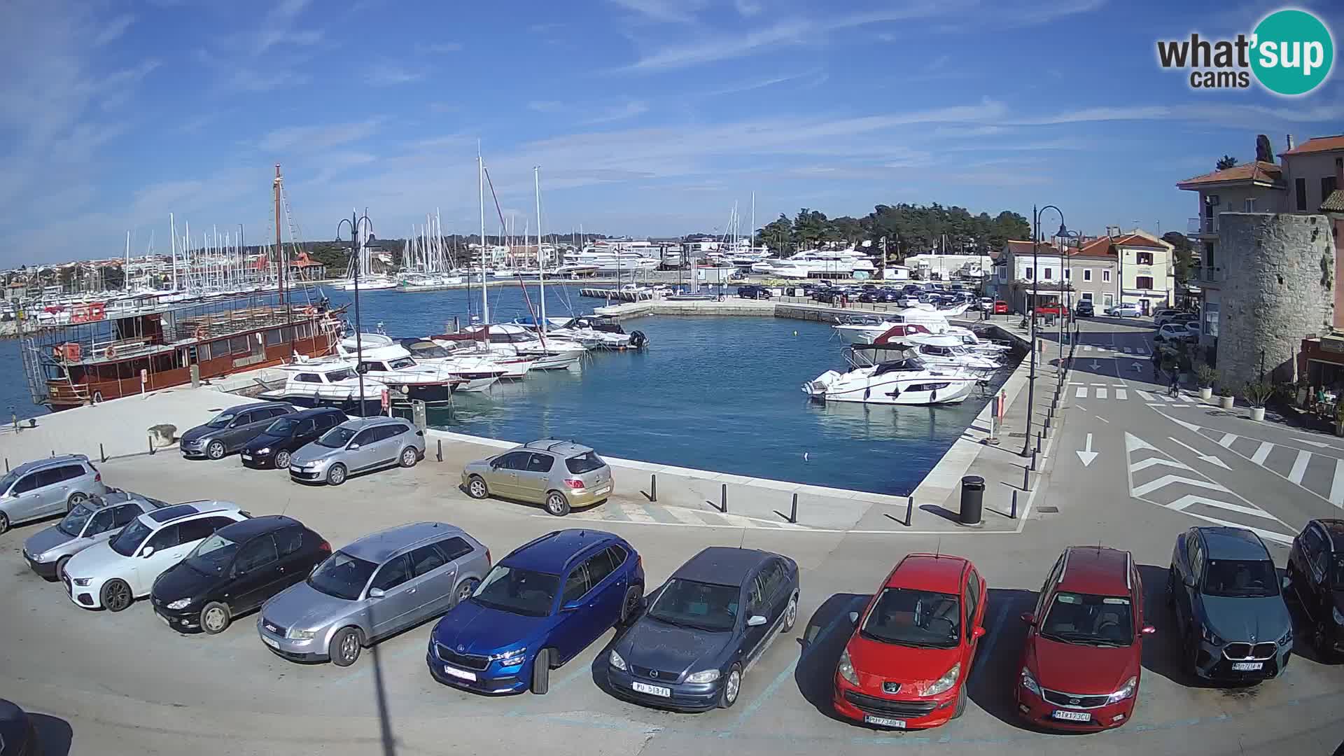 Novigrad | Porporela marina