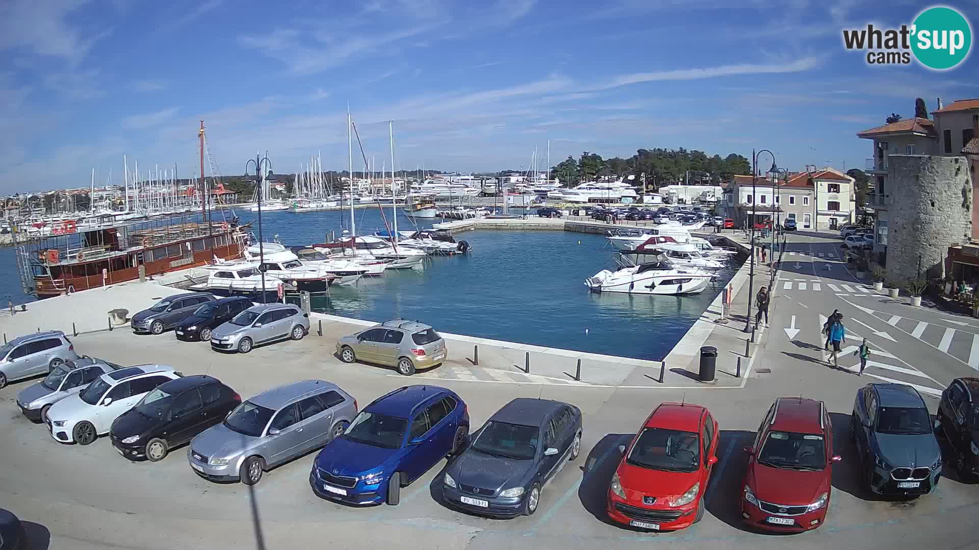 Novigrad | Porporela marina