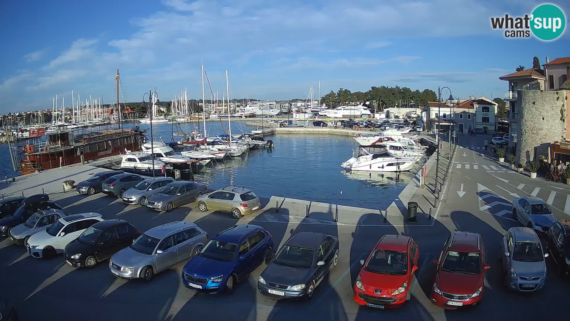 Novigrad | Porporela marina