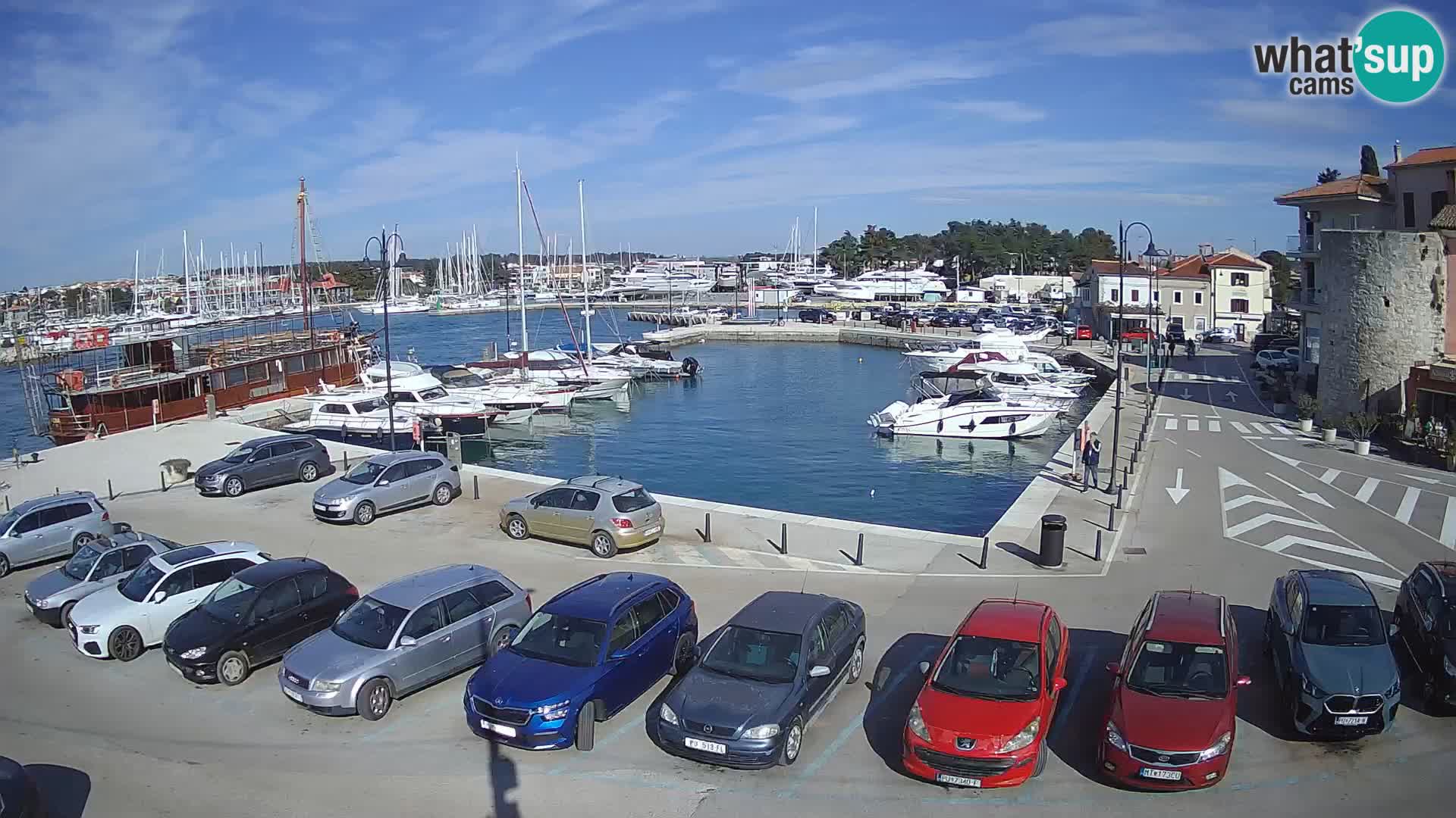 Novigrad | Porporela marina