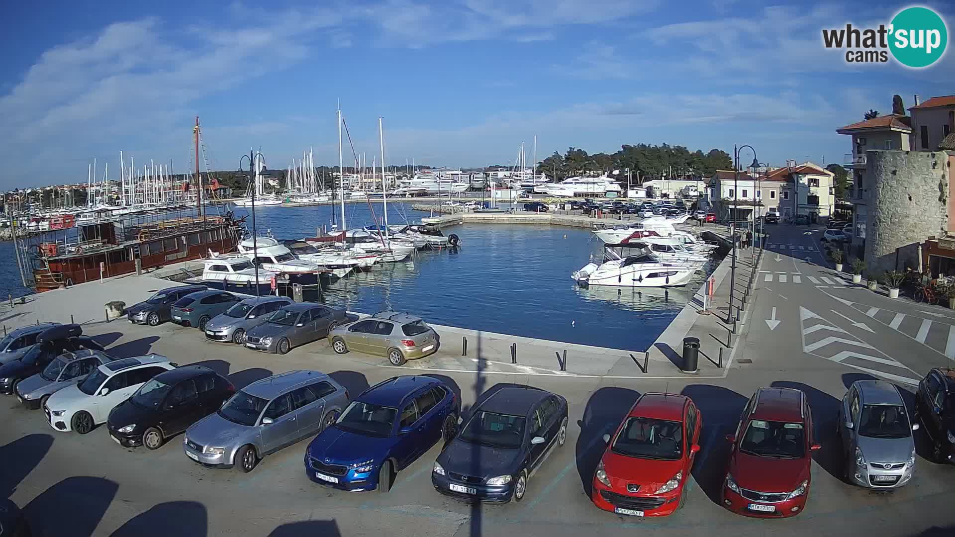 Novigrad | Porporela marina