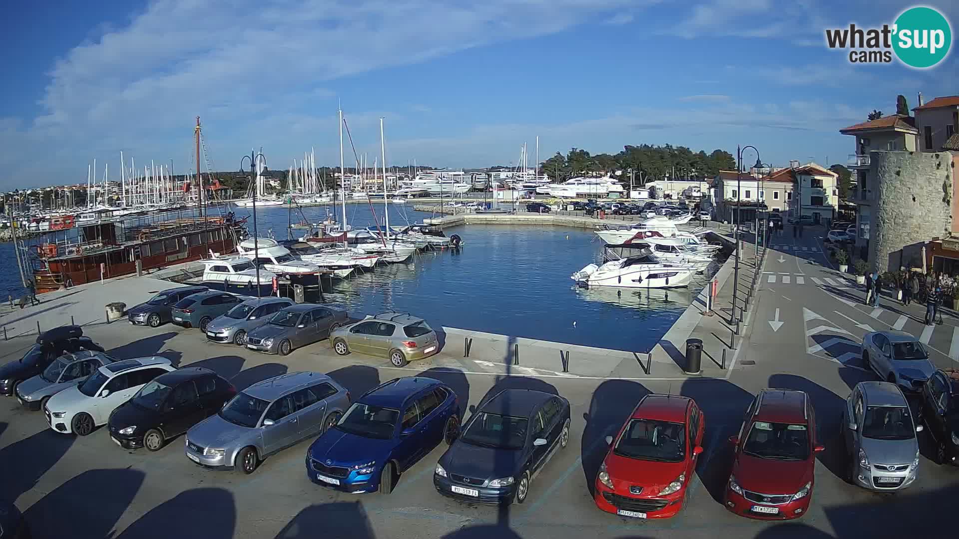 Novigrad | Porporela marina