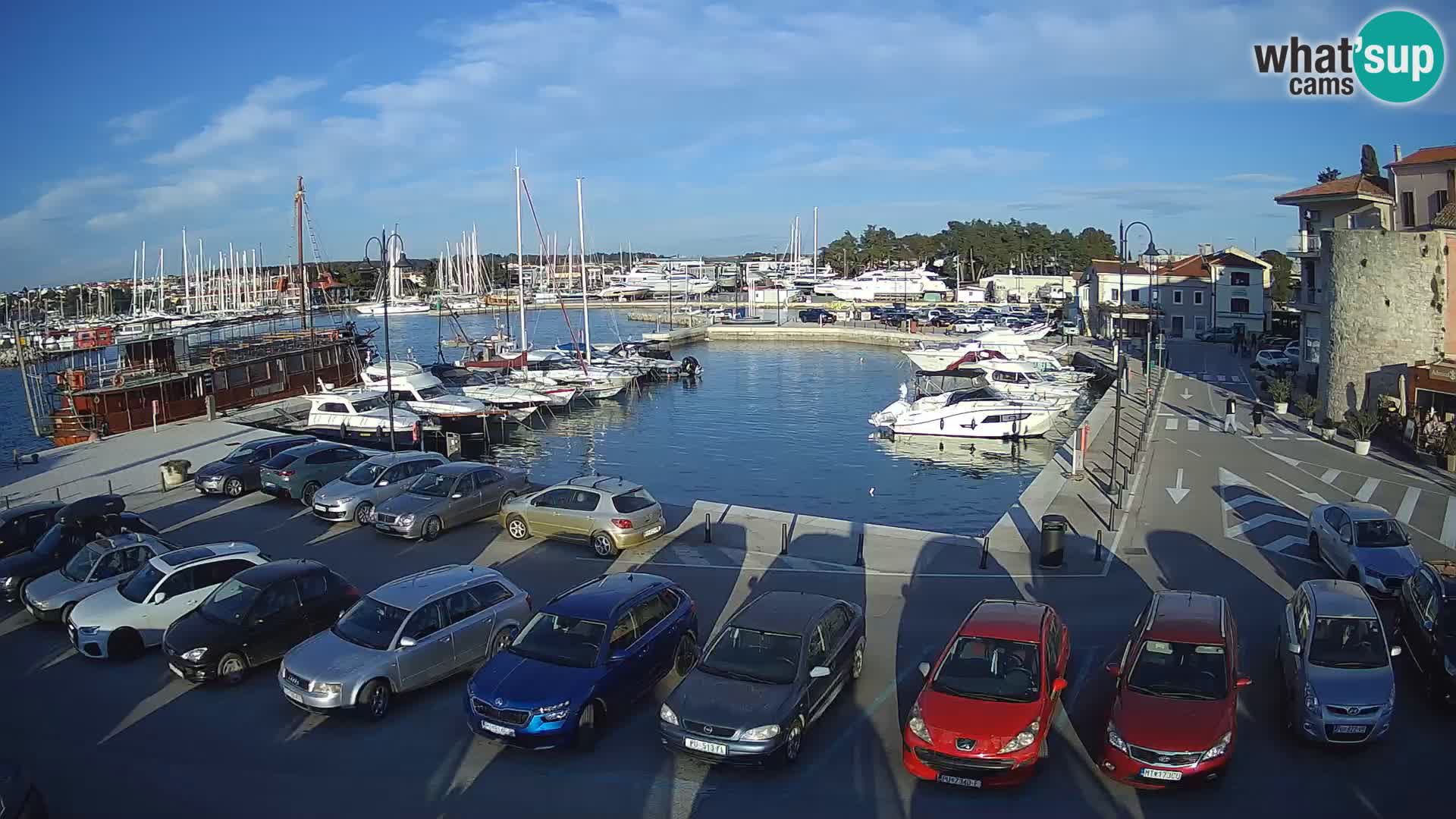 Novigrad | Porporela marina