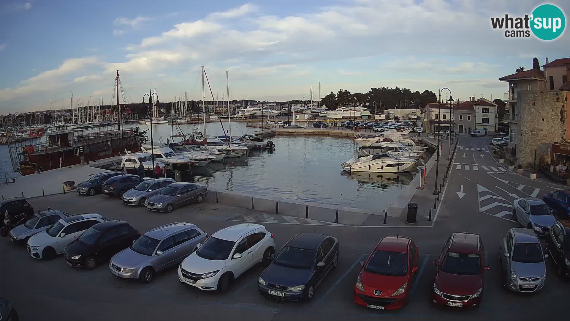 Novigrad | Porporela marina