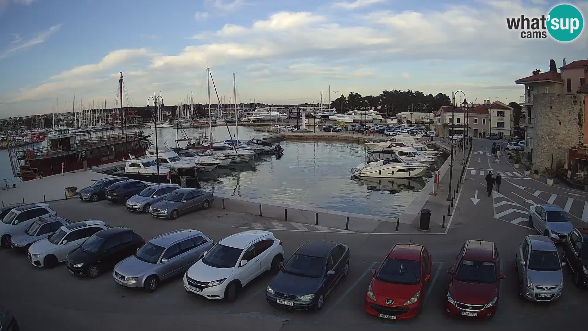 Novigrad | Porporela marina