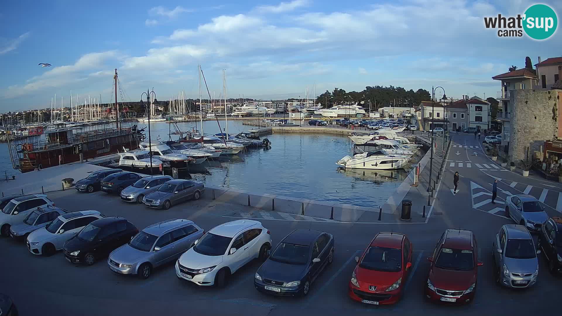 Novigrad | Porporela marina