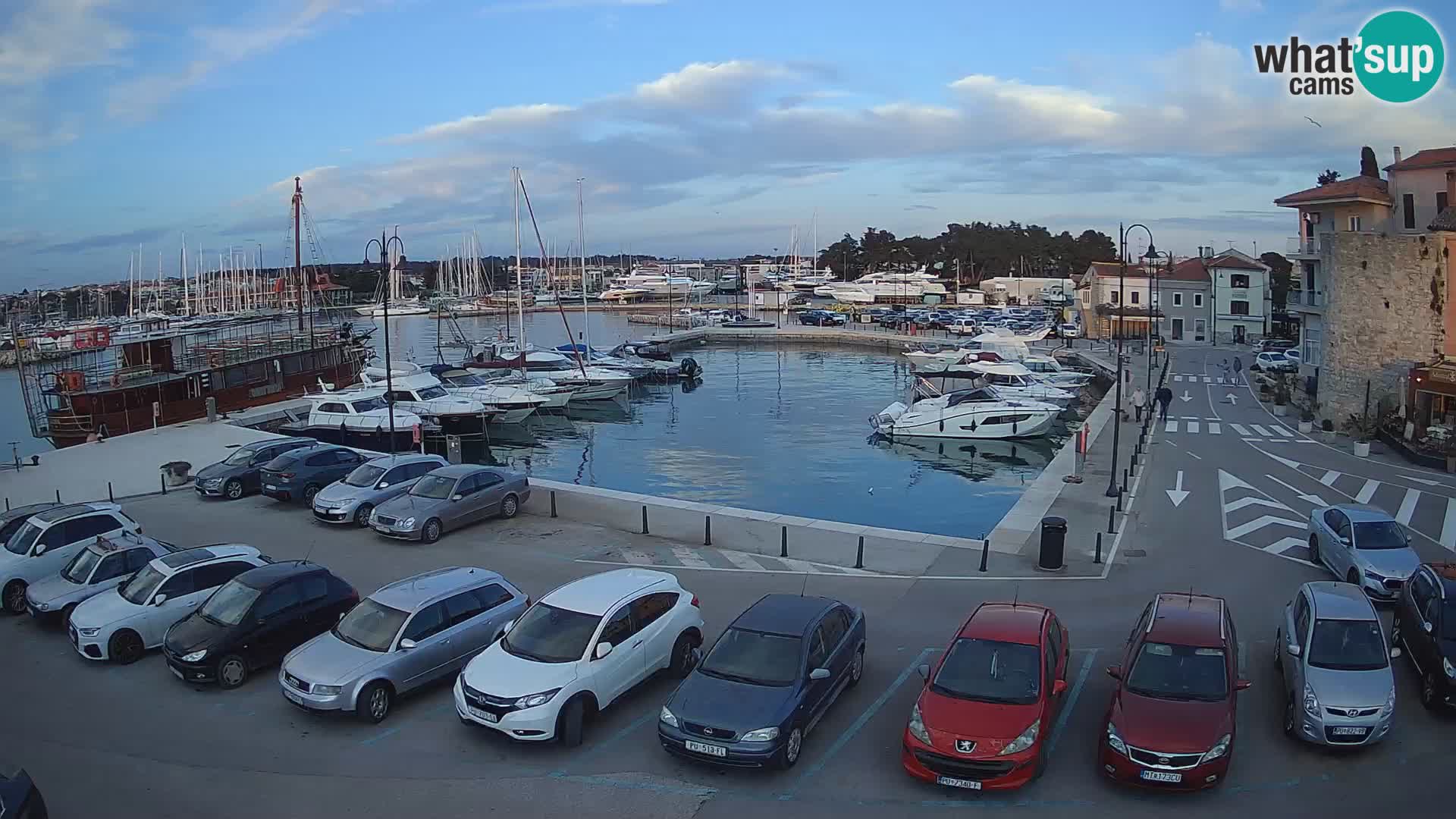 Novigrad | Porporela marina