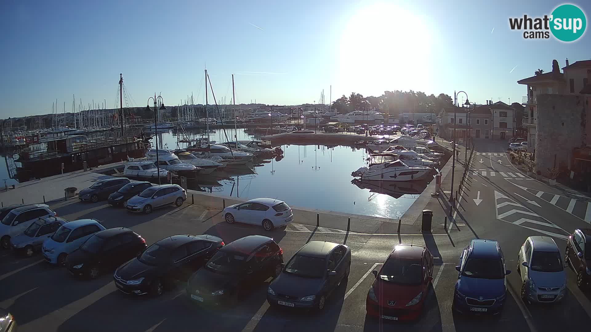 Novigrad | Porporela marina