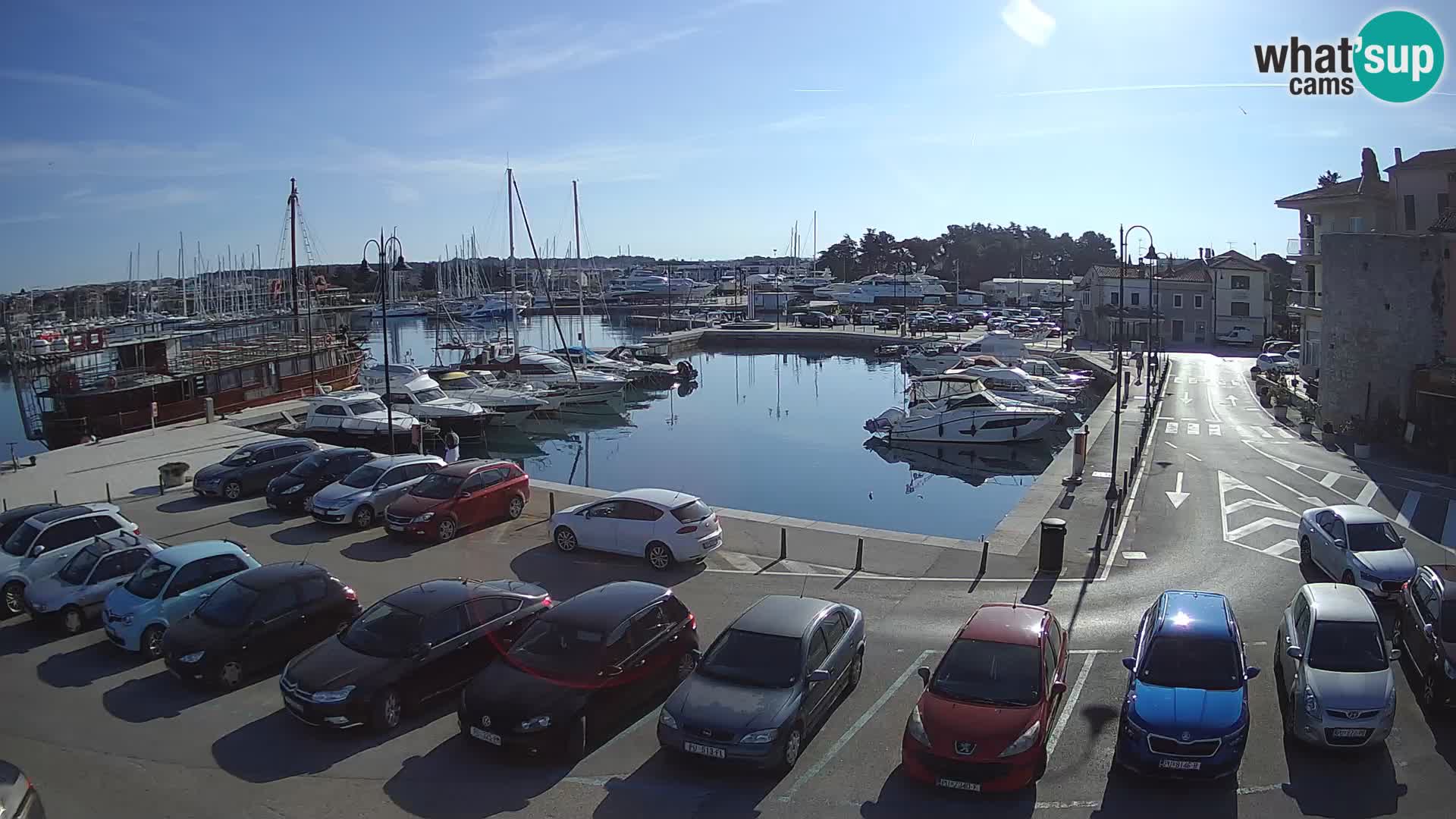 Novigrad | Porporela marina