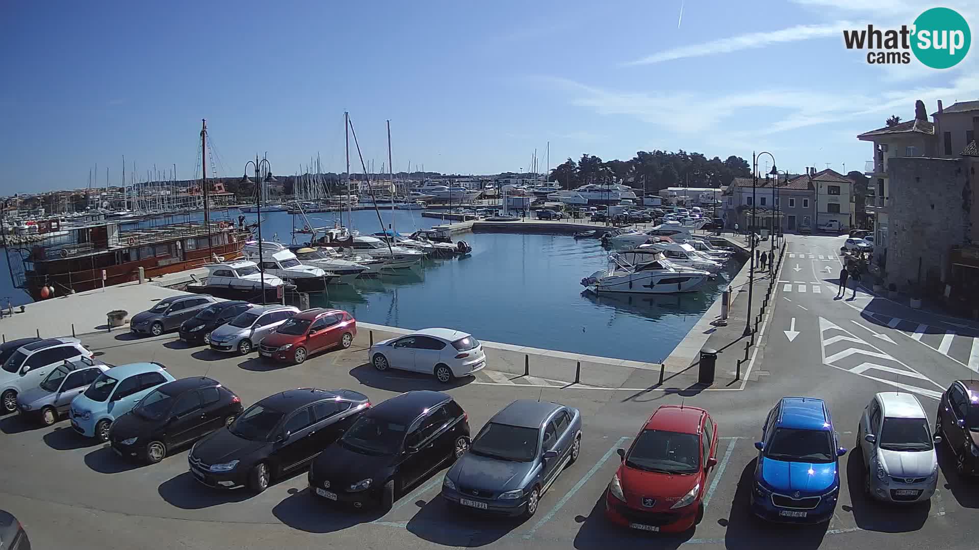 Novigrad | Porporela marina