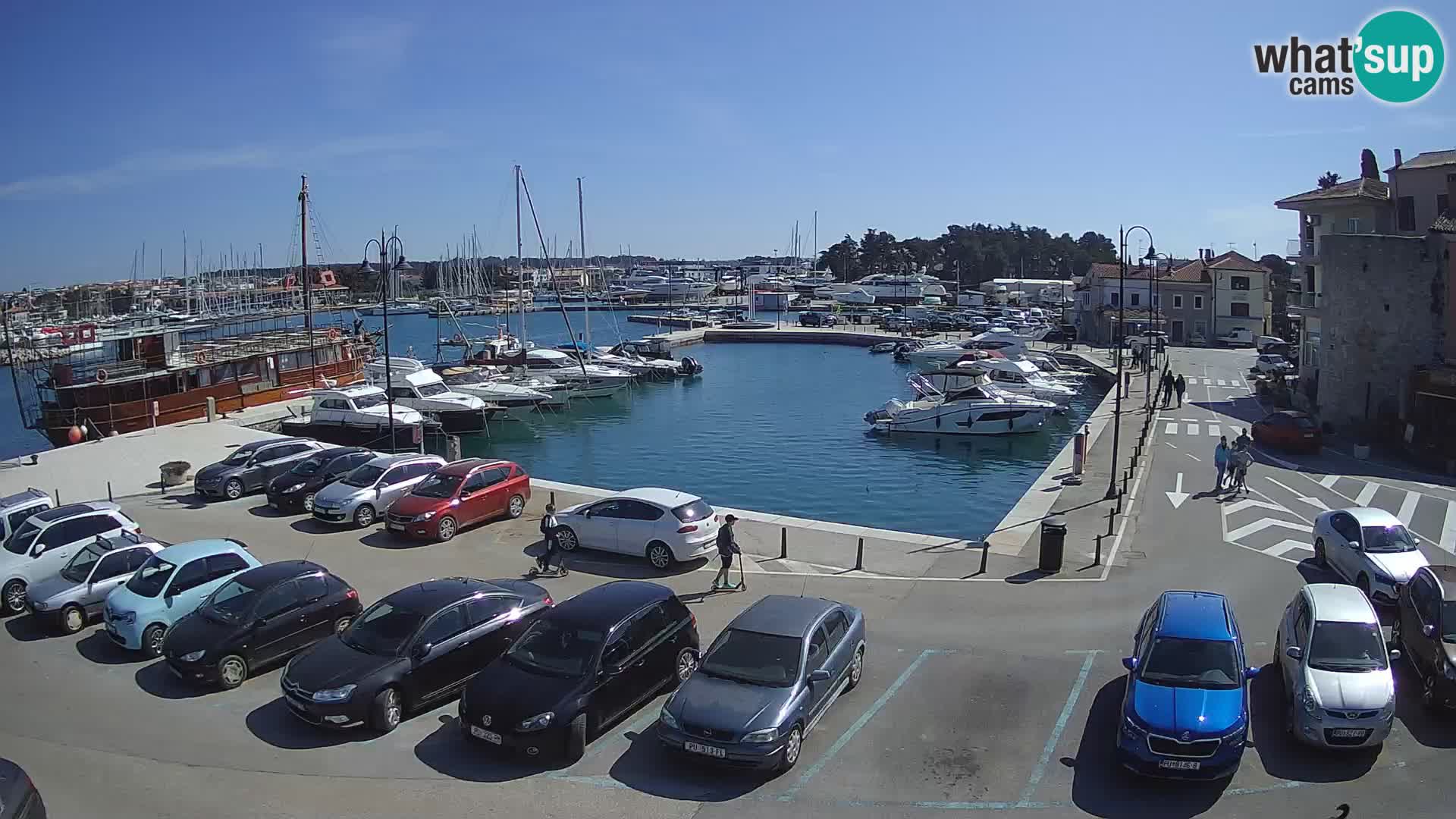 Novigrad | Porporela marina