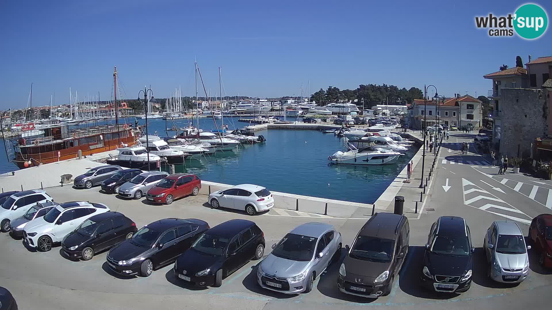 Novigrad | Porporela marina