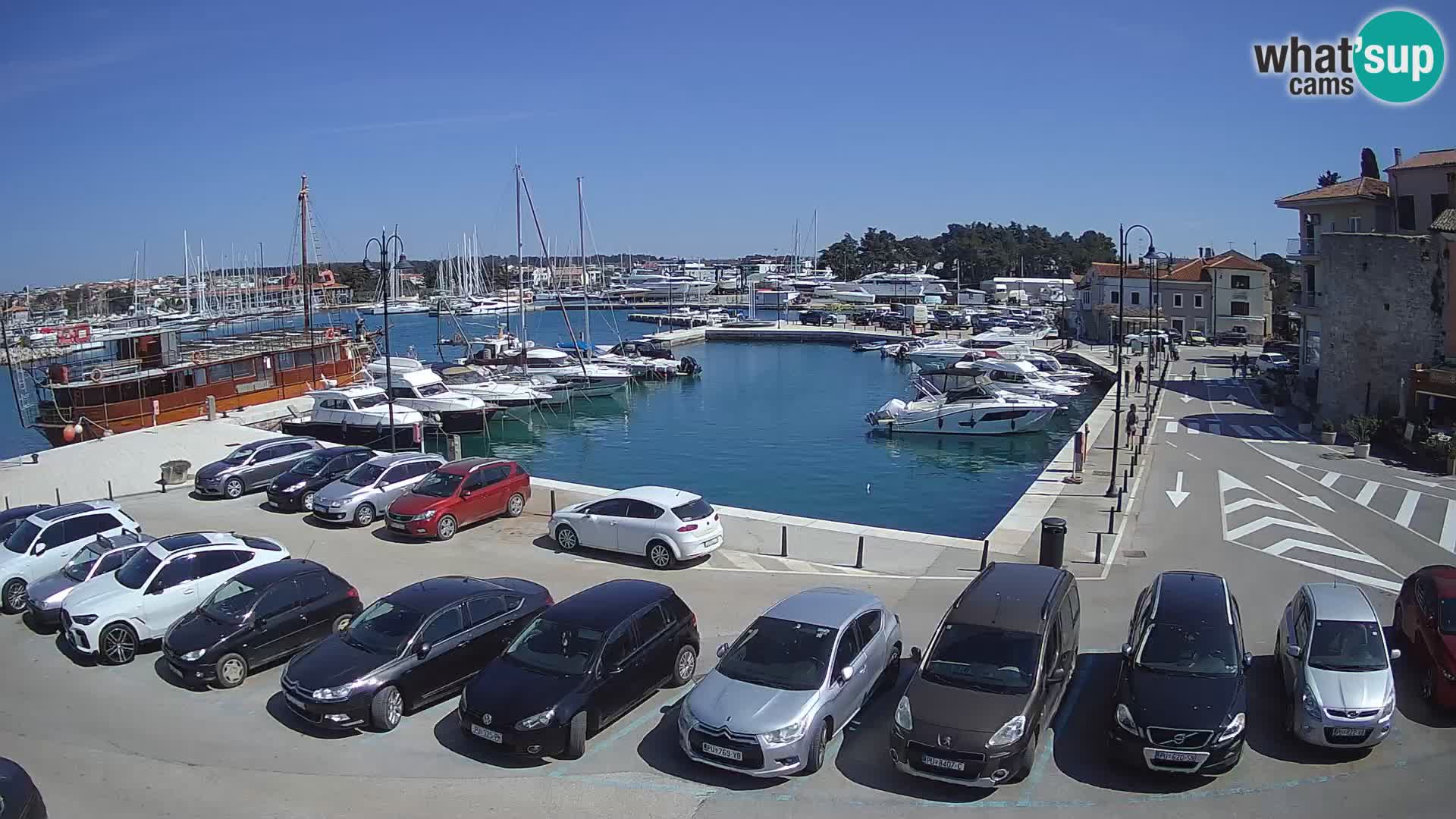 Novigrad | Porporela marina