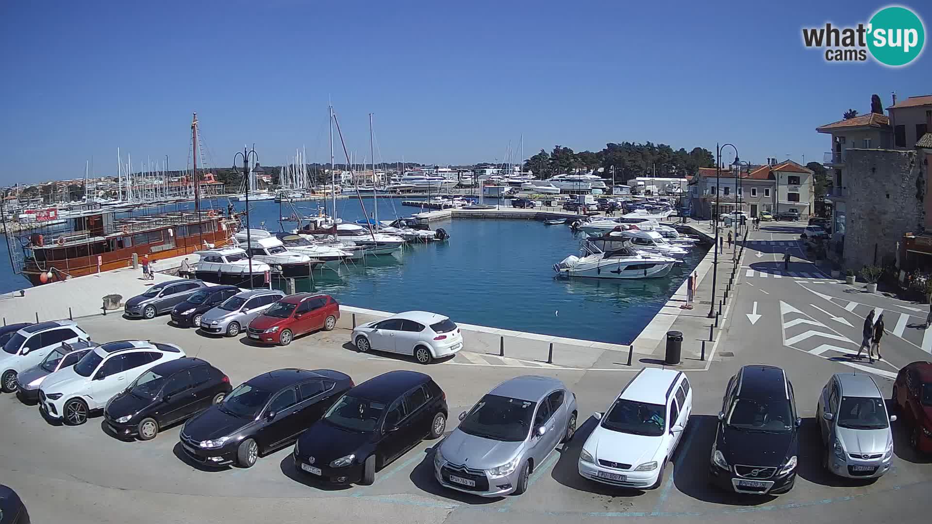Novigrad | Porporela marina